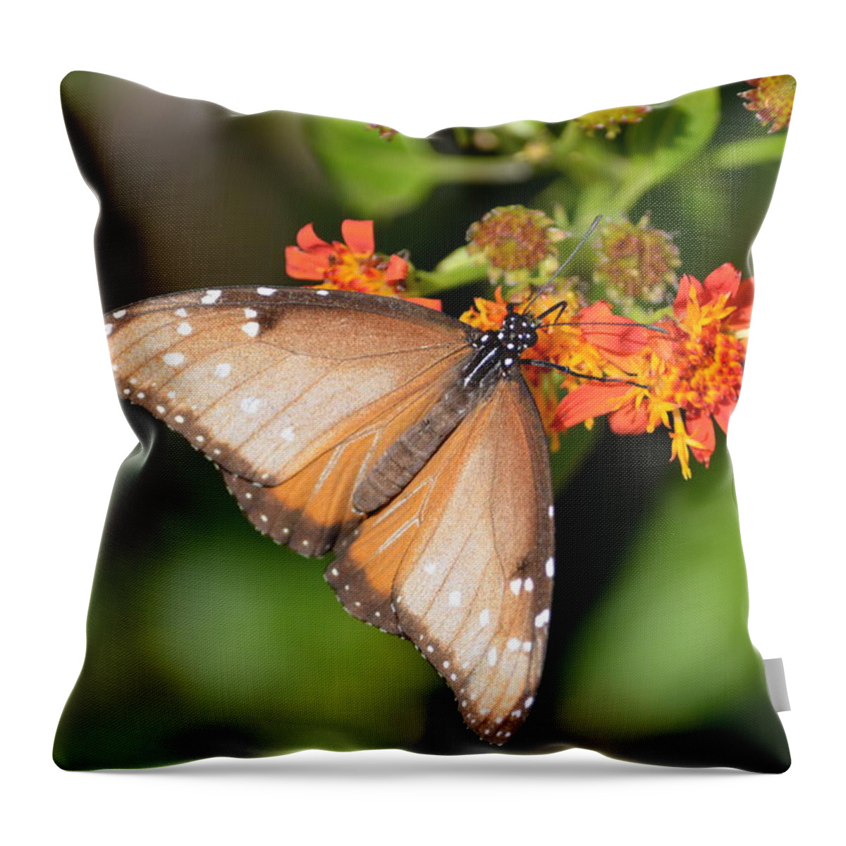 Butterfly On Mexican Flame Throw Pillow featuring the photograph Butterfly on Mexican Flame by Debra Martz