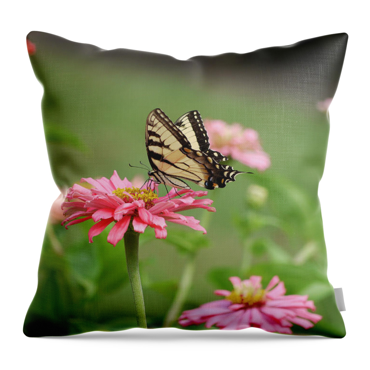 Insect Throw Pillow featuring the photograph Butterfly On Pink Zinnia by Moelyn Photos