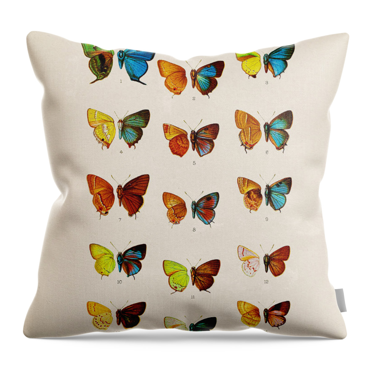 Butterfly Throw Pillow featuring the drawing Butterfly Plate by Pati Photography