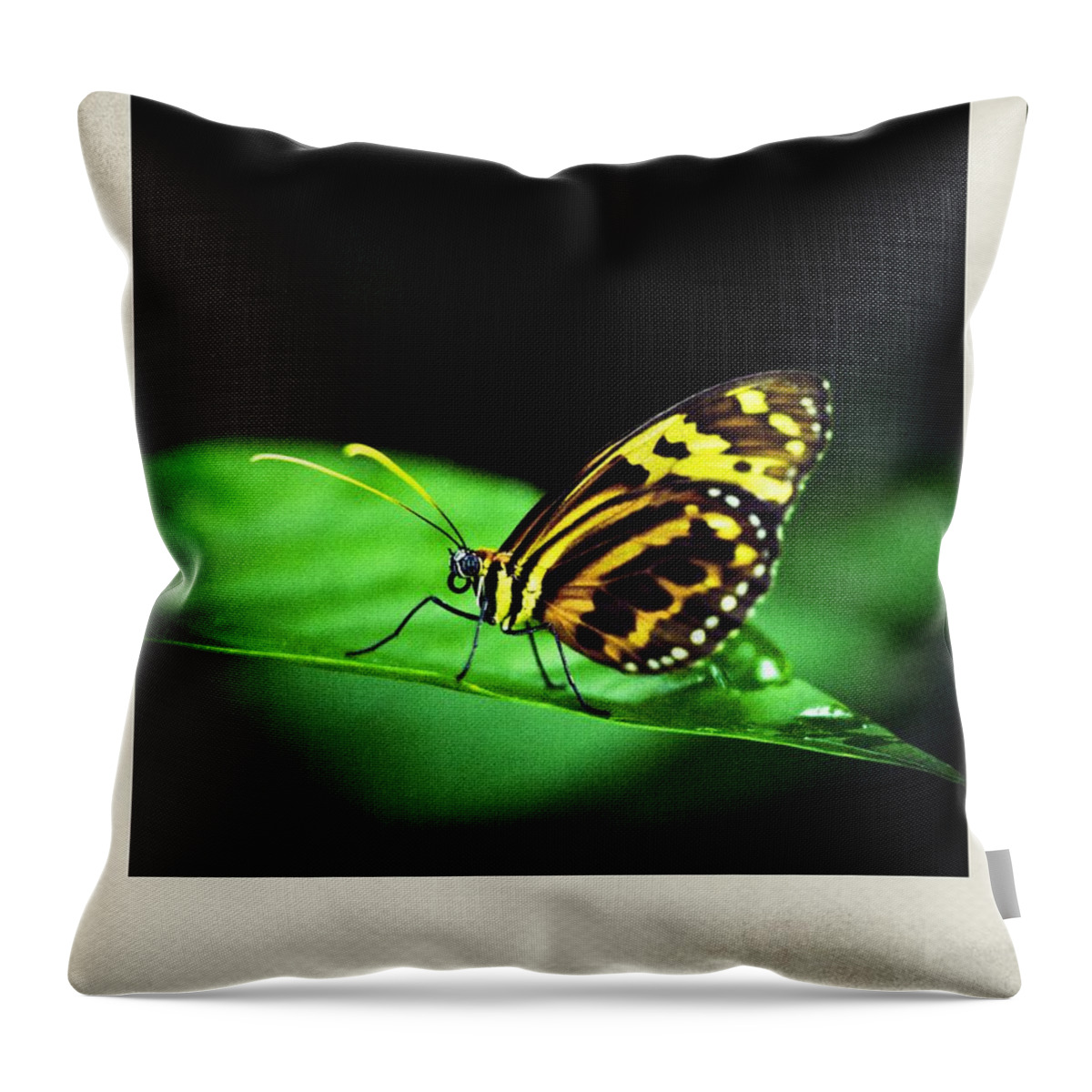 Butterfly Throw Pillow featuring the photograph Butterfly Two Polaroid by Bradley R Youngberg