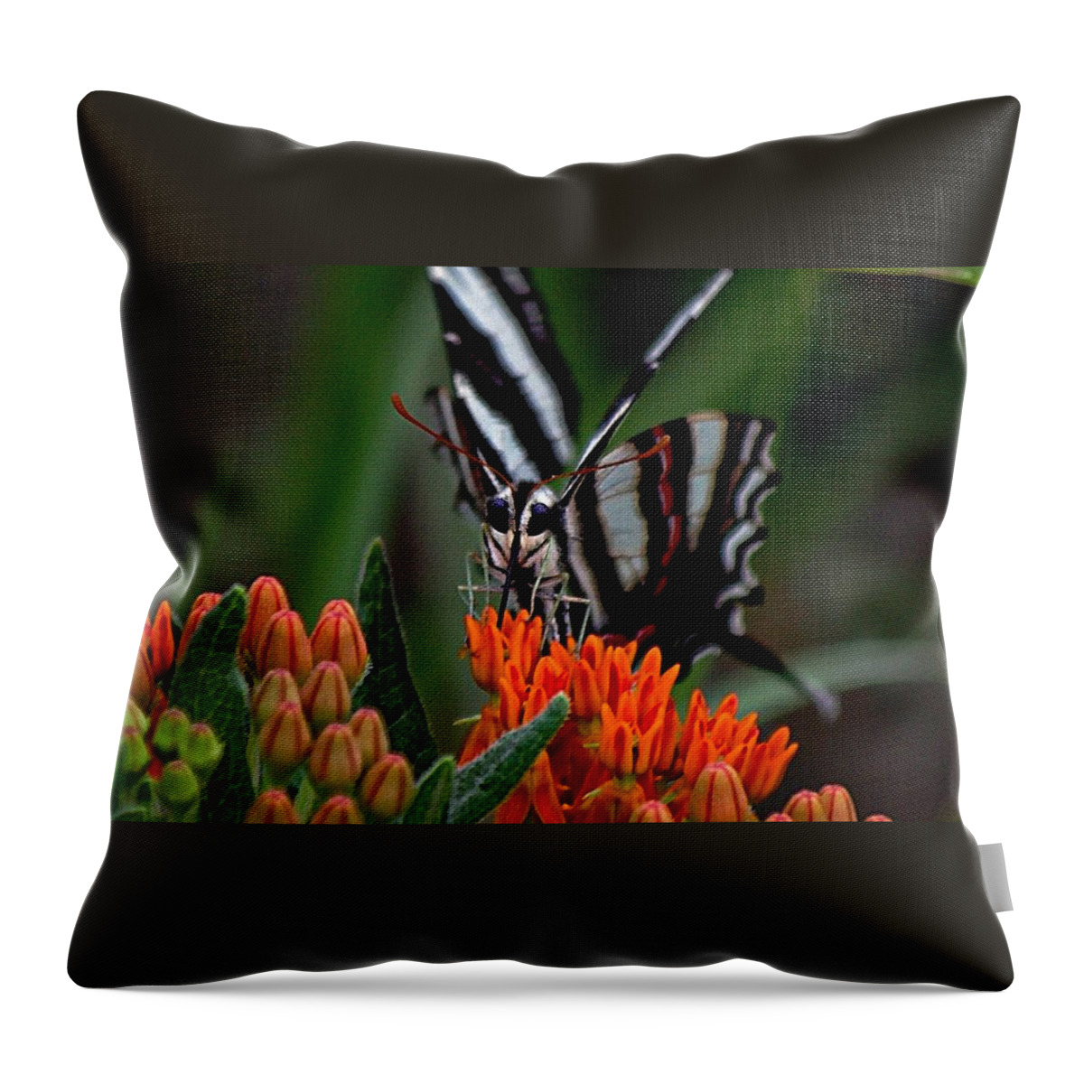 Orange Butterfly Weed Throw Pillow featuring the photograph Butterfly Weed by Karen McKenzie McAdoo
