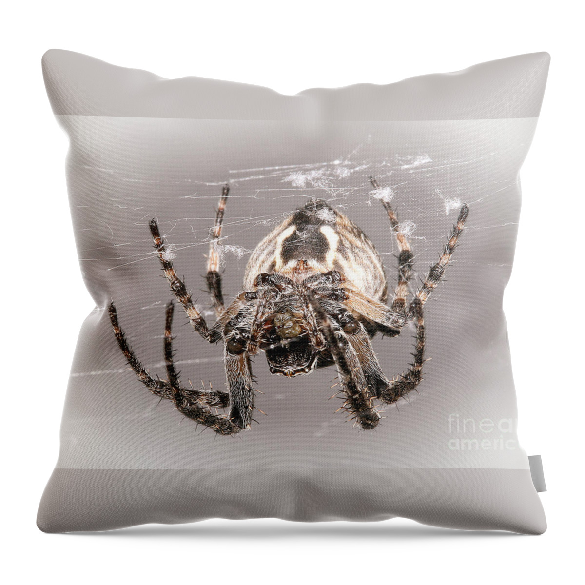 Spiders Throw Pillow featuring the photograph By A Thread by Geoff Crego