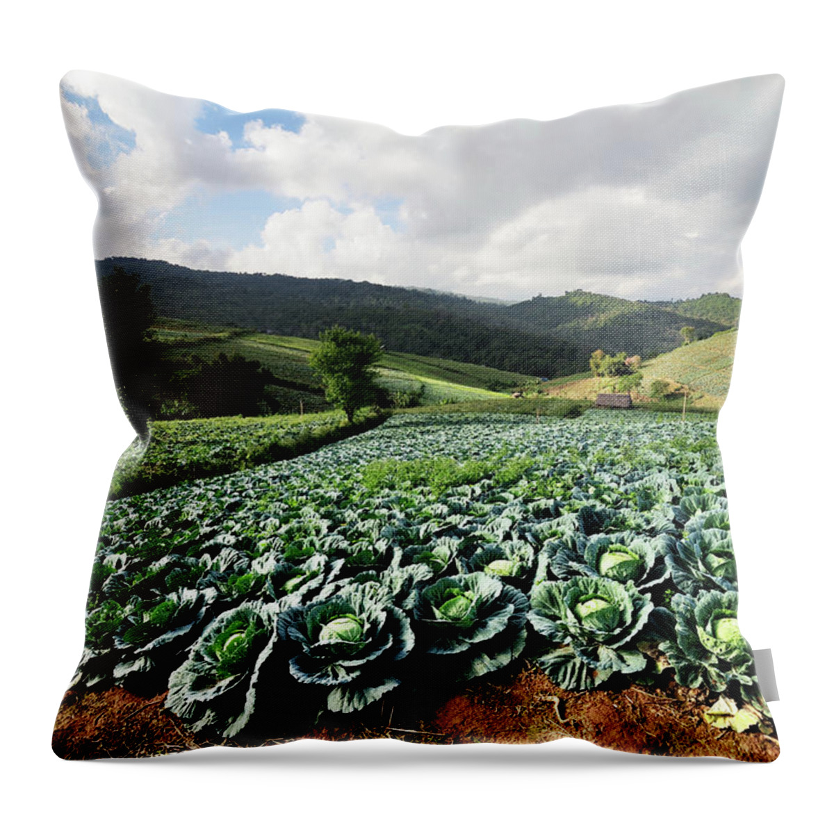Scenics Throw Pillow featuring the photograph Cabbage by Pailoolom
