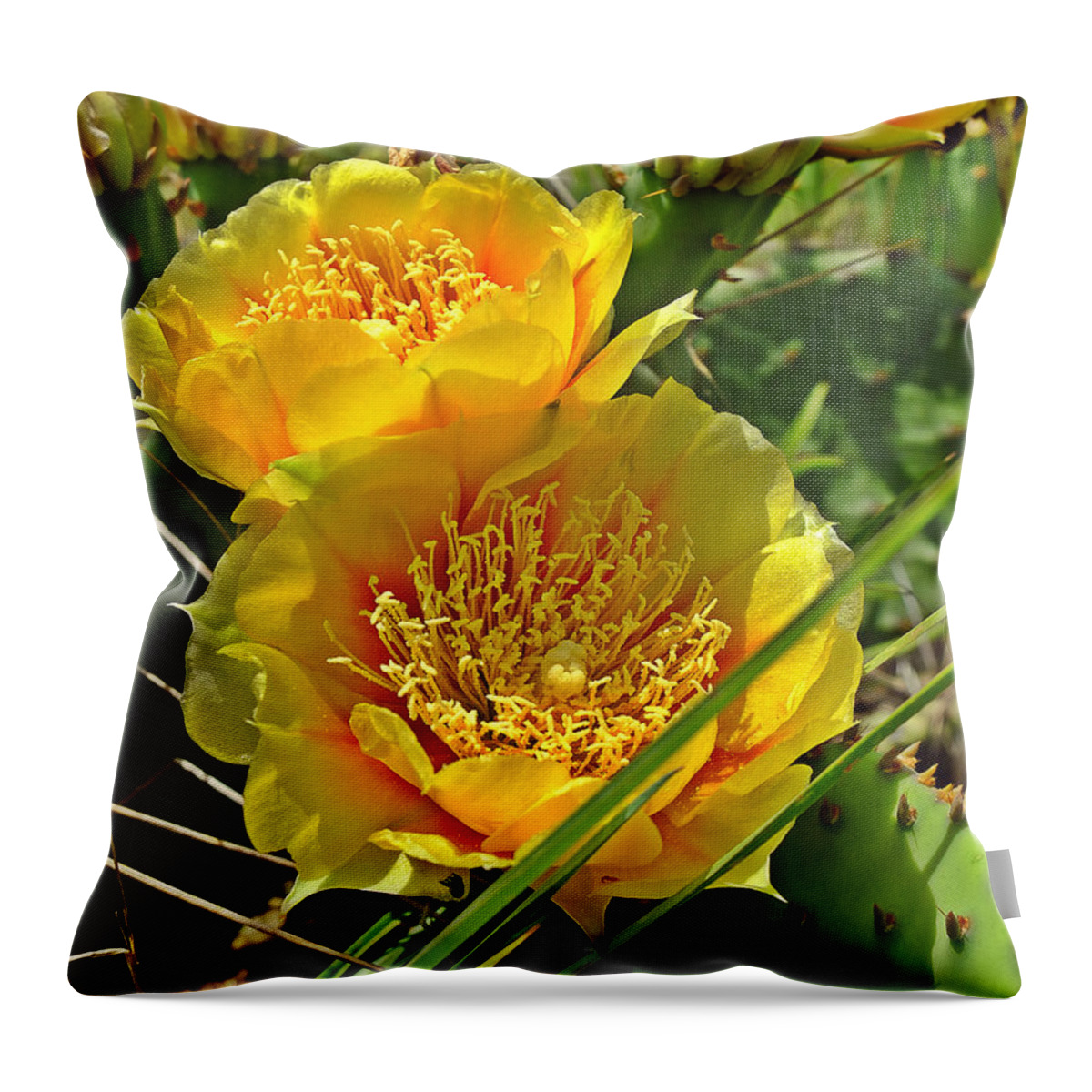 Cactus Throw Pillow featuring the photograph Cactus Bloom by Scott Kingery