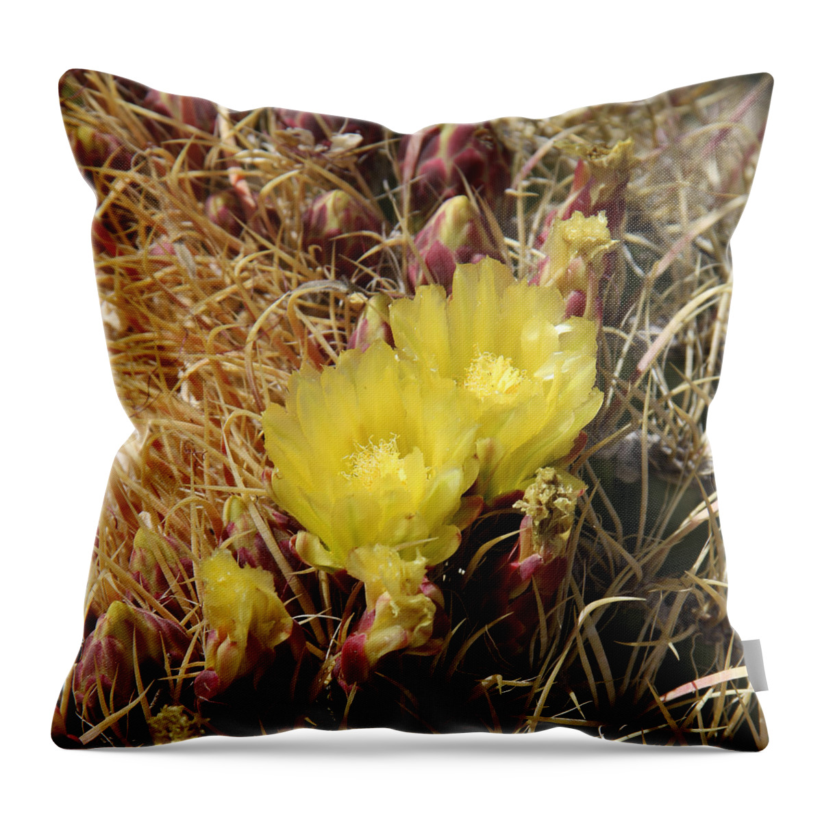 Cactus Throw Pillow featuring the photograph Cactus Flower in Bloom by Mike McGlothlen