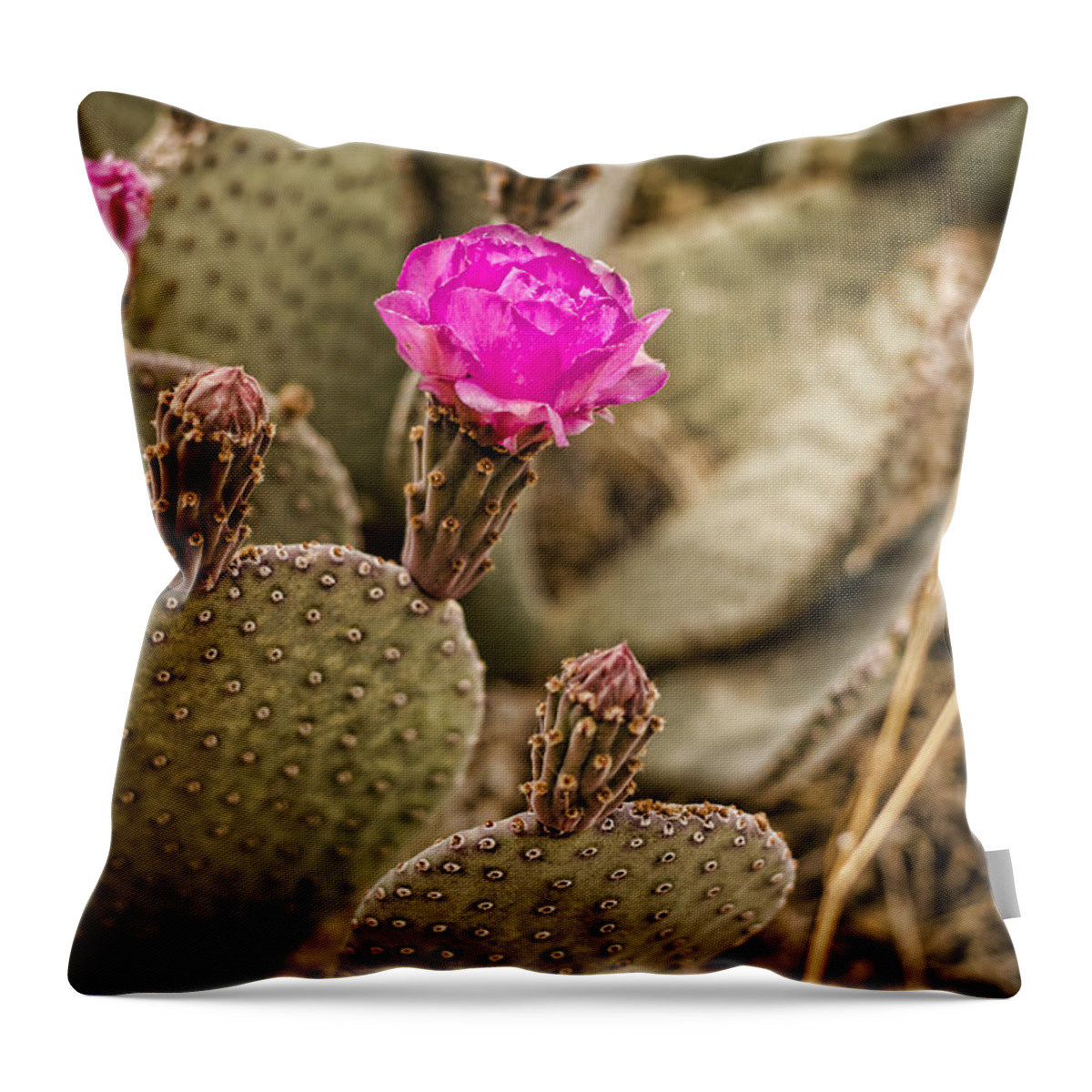Cactus Throw Pillow featuring the photograph Cactus Flowers by Heather Applegate
