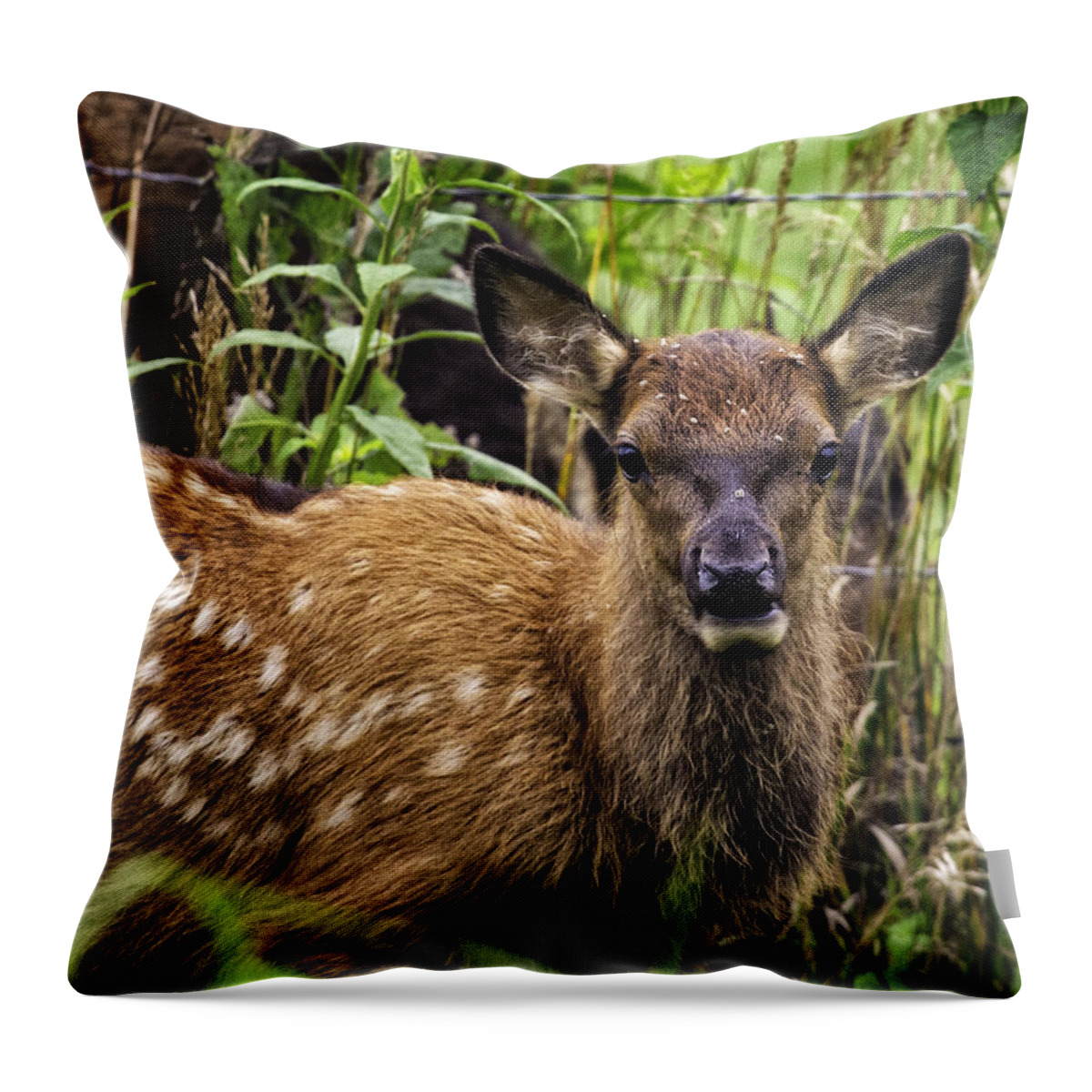Elk Throw Pillow featuring the photograph Calf Elk Boxley Valley by Michael Dougherty