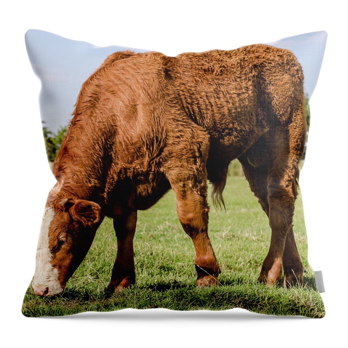 Shadow Throw Pillow featuring the photograph Calf Grazing by Shane Hardy Photography