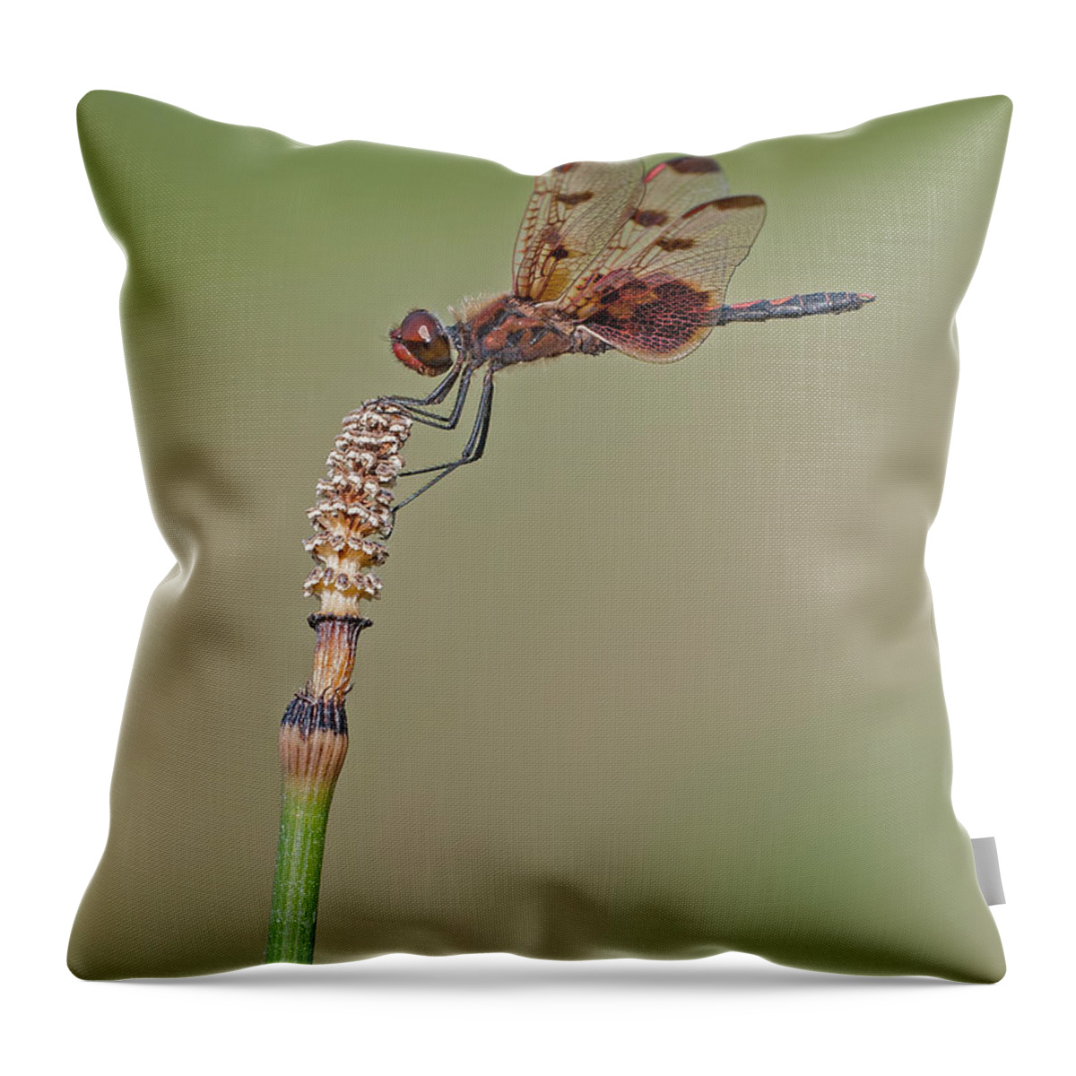 Equisetum Throw Pillow featuring the photograph Calico Pennant on Horsetail by Jim Zablotny