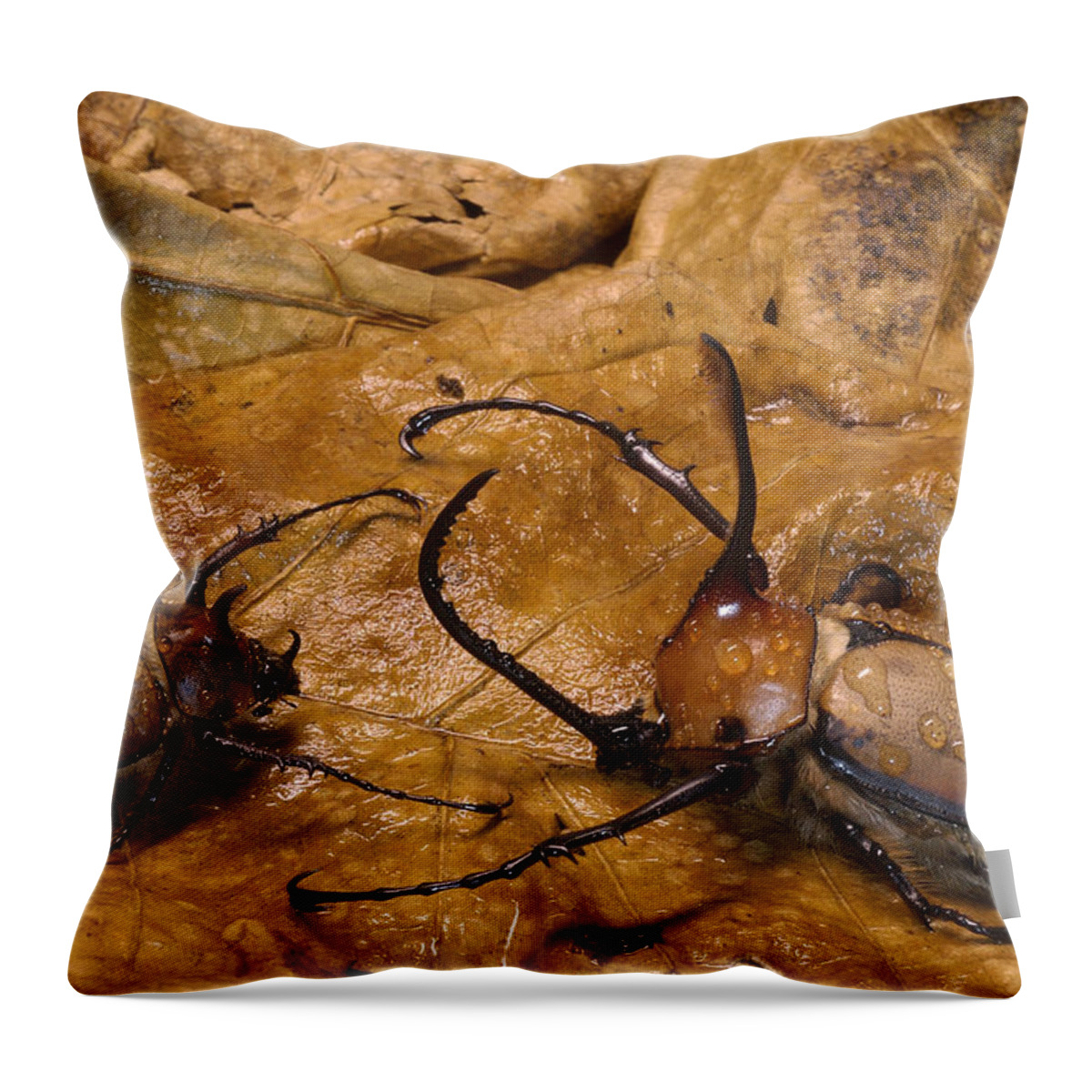 Feb0514 Throw Pillow featuring the photograph Caliper Beetles Camouflaged Ecuador by Pete Oxford