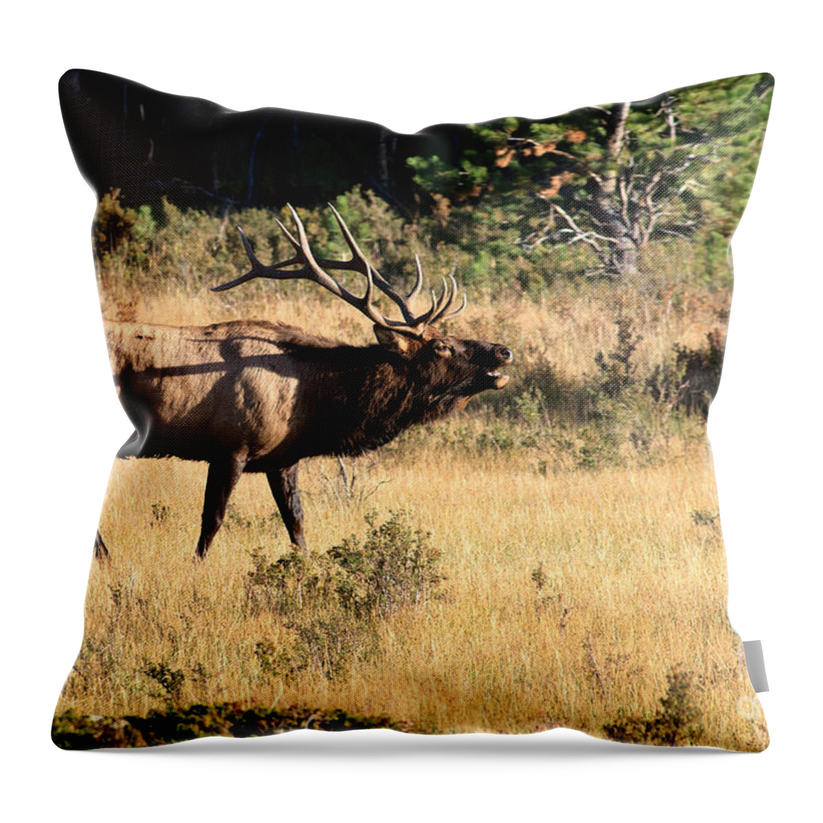 America Throw Pillow featuring the photograph Call of the Wild Elk by Karen Lee Ensley