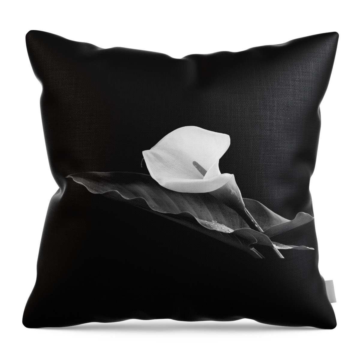 Calla Lili Throw Pillow featuring the photograph Calla lily flower by Michalakis Ppalis