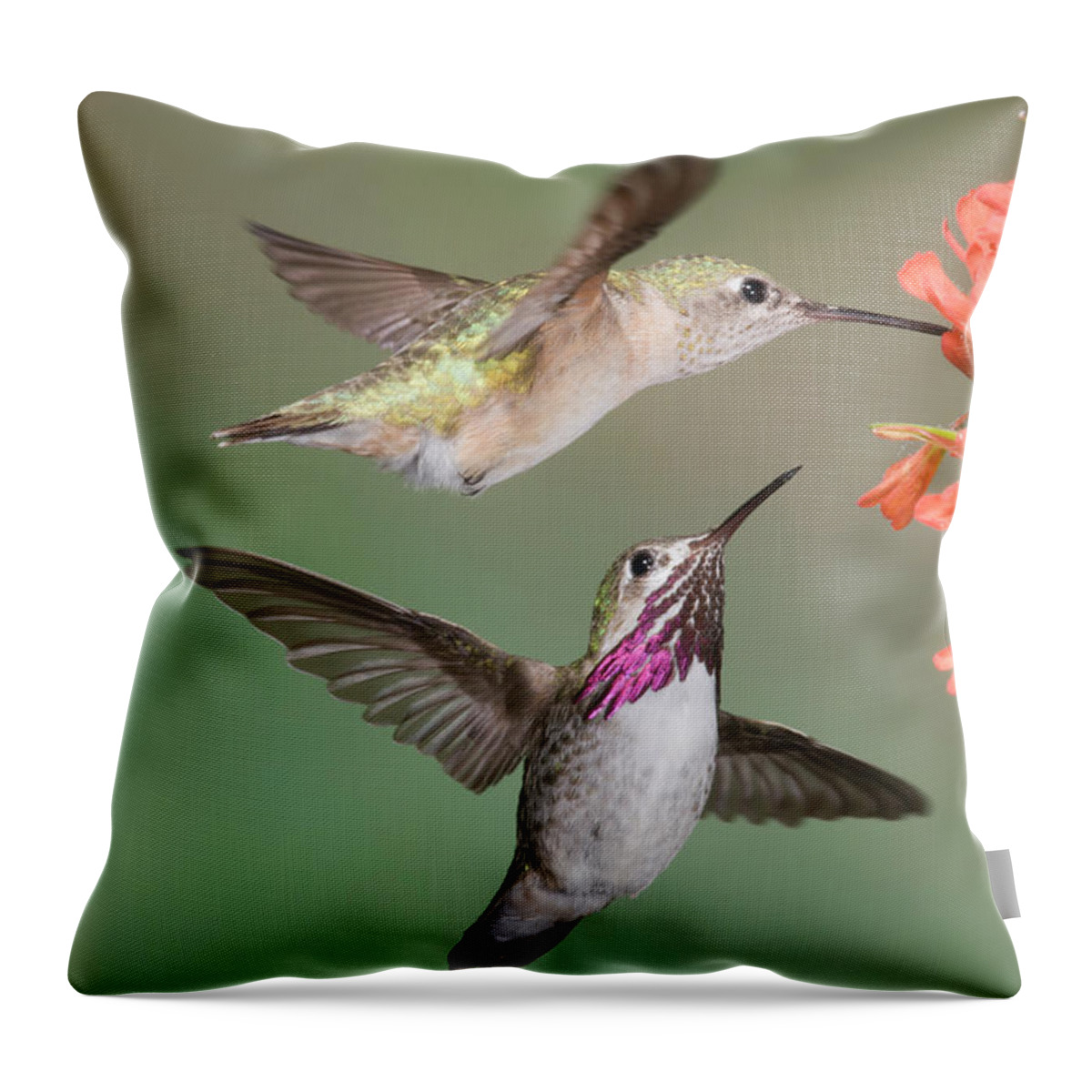 Animals In The Wild Throw Pillow featuring the photograph Calliope Hummingbirds by Tom Walker