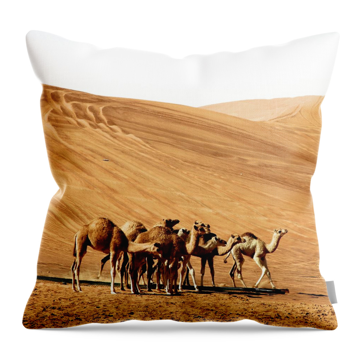 Sand Dune Throw Pillow featuring the photograph Camel Meeting In Desert by Stefano Gambassi