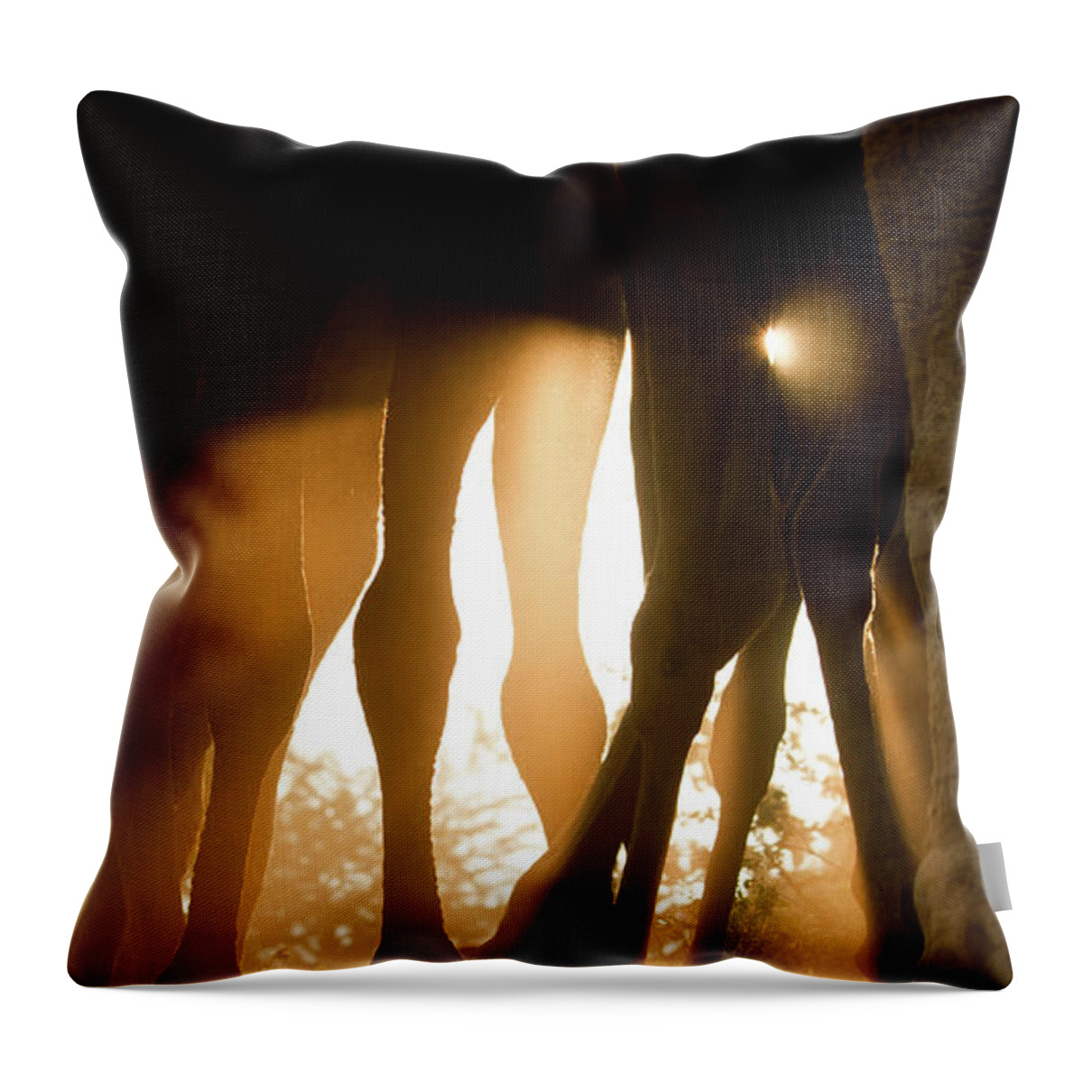 Animal Themes Throw Pillow featuring the photograph Camels At Sunrise, Pushkar by © Chaitanya Deshpande