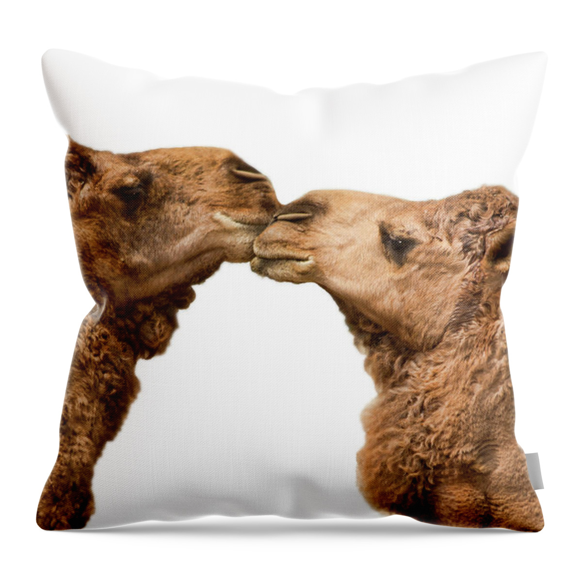 White Background Throw Pillow featuring the photograph Camels Kissing On White by Melinda Moore