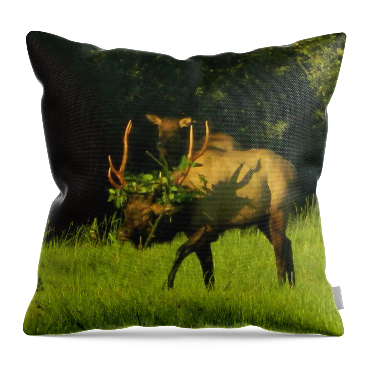 Elk Throw Pillow featuring the photograph Camoflaged Elk With Shadows by Gallery Of Hope