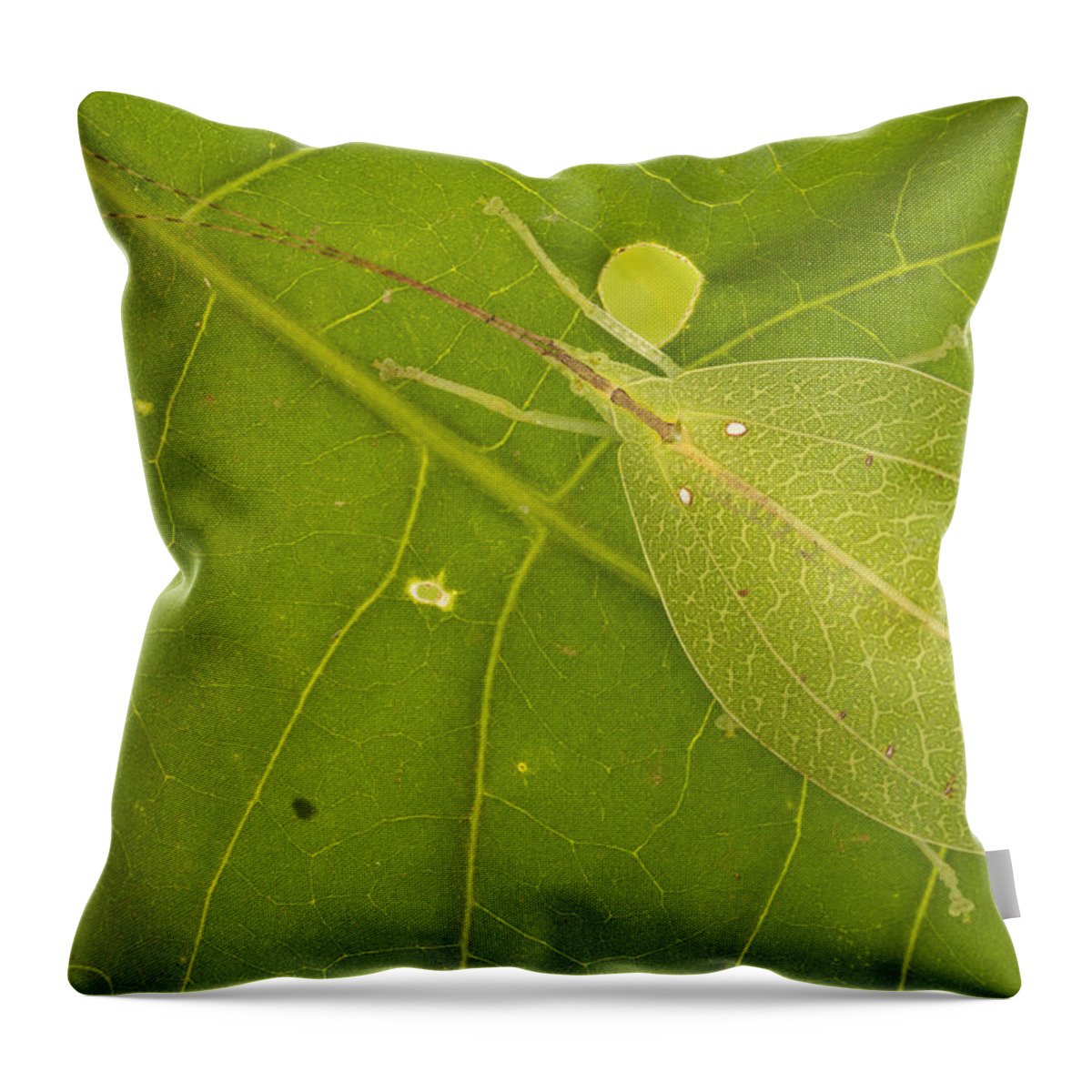 496641 Throw Pillow featuring the photograph Camouflaged Katydid Gorongosa Mozambique by Piotr Naskrecki