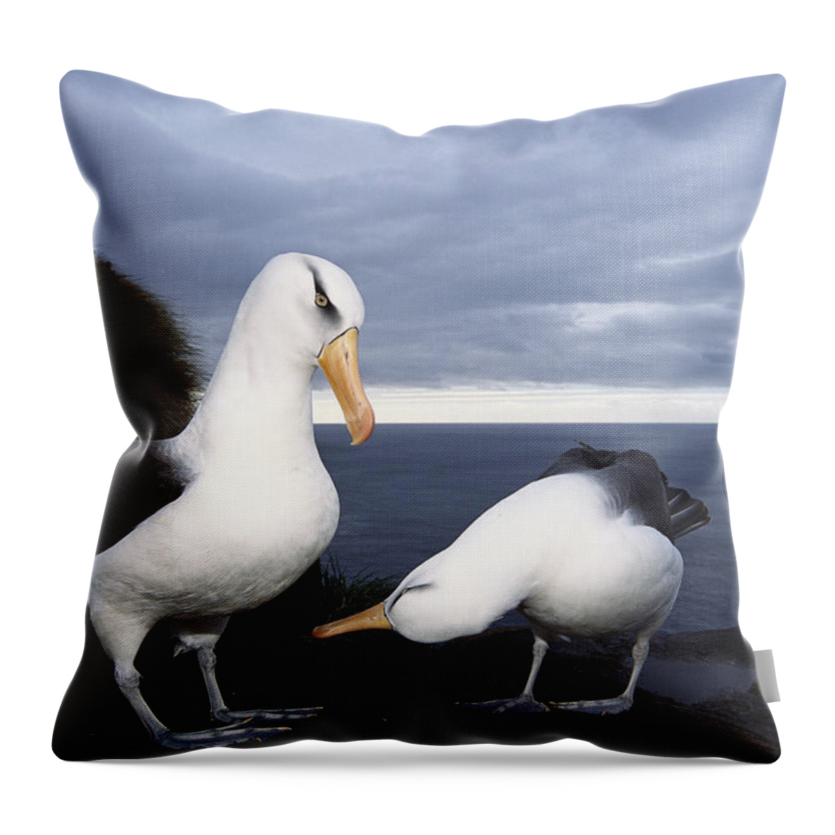 Feb0514 Throw Pillow featuring the photograph Campbell Albatross Courtship Dance by Tui De Roy