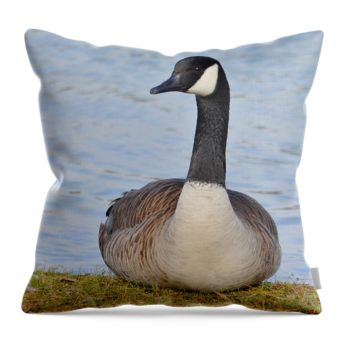 Goose Throw Pillow featuring the photograph Canada Goose Resting By The Lake by Kathy Baccari
