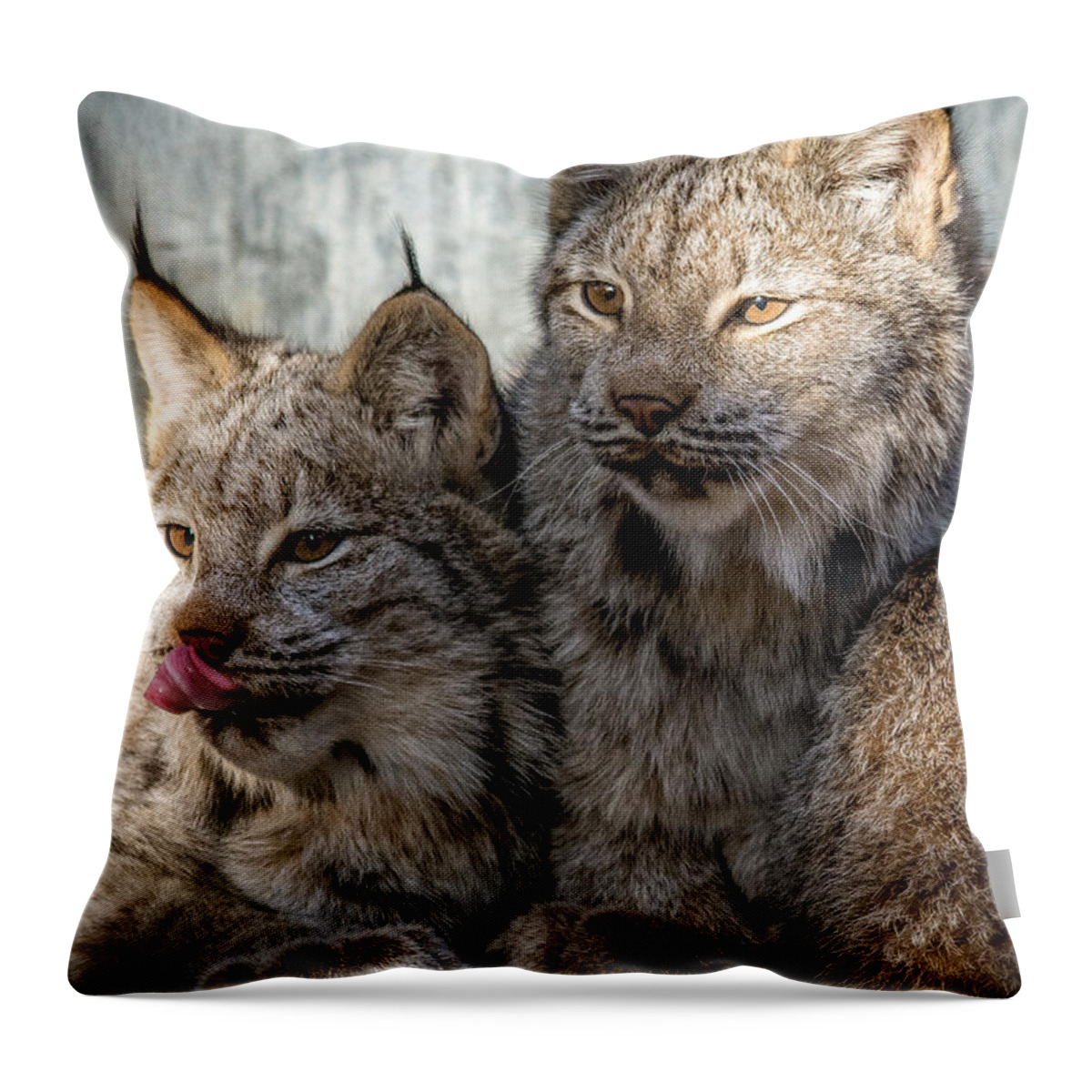 Lynx Throw Pillow featuring the photograph Canada Lynx by Michael Hubley
