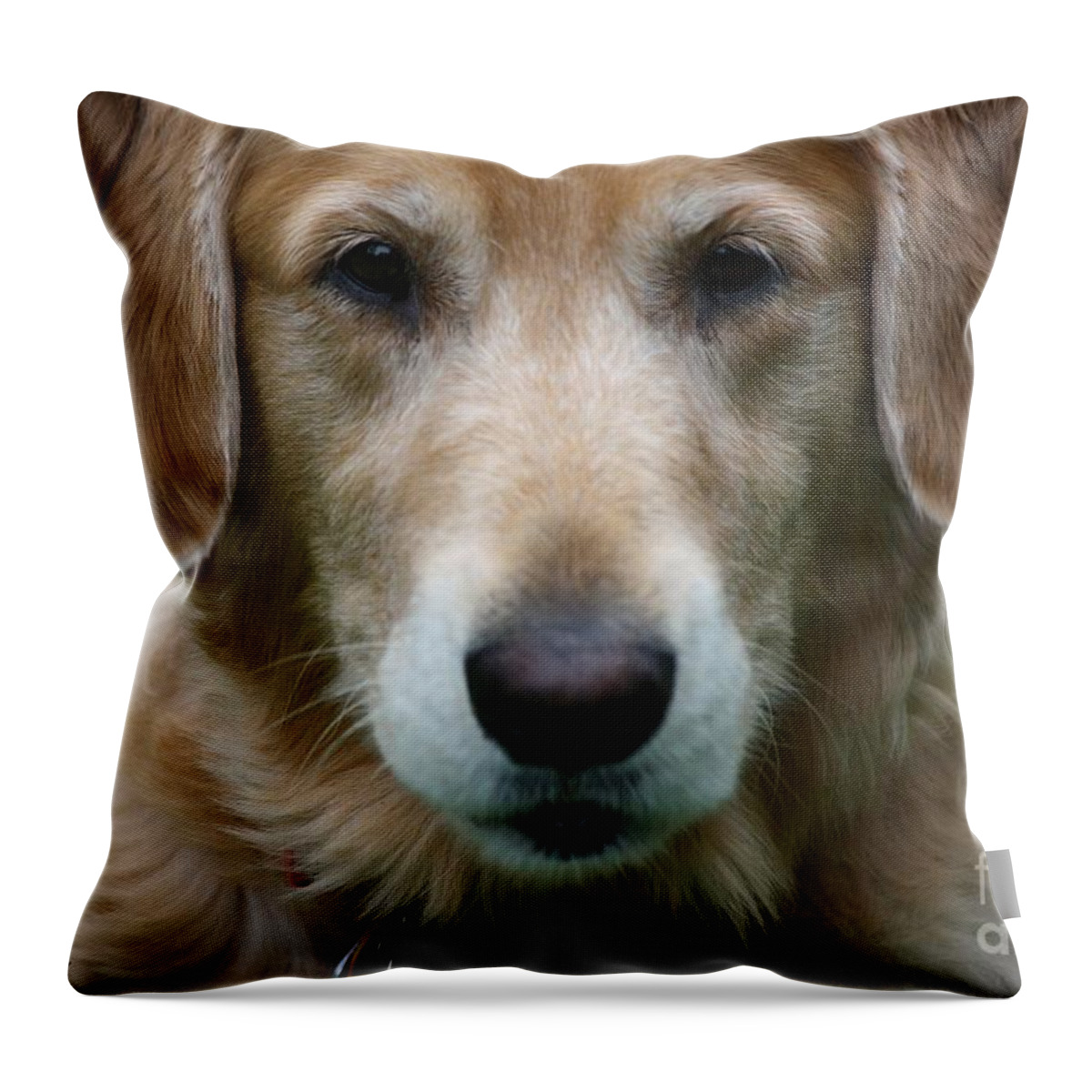 Dog Throw Pillow featuring the photograph Canine Close Up by Veronica Batterson