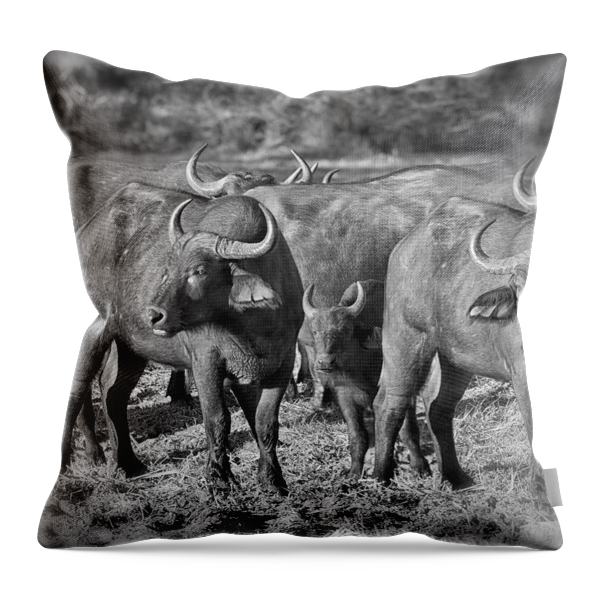 Cape Buffalo Throw Pillow featuring the photograph Cape Buffalo Herd by Gigi Ebert