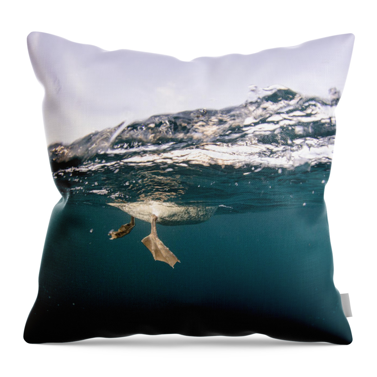 Feb0514 Throw Pillow featuring the photograph Cape Gannet Feet Underwater South Africa by Pete Oxford