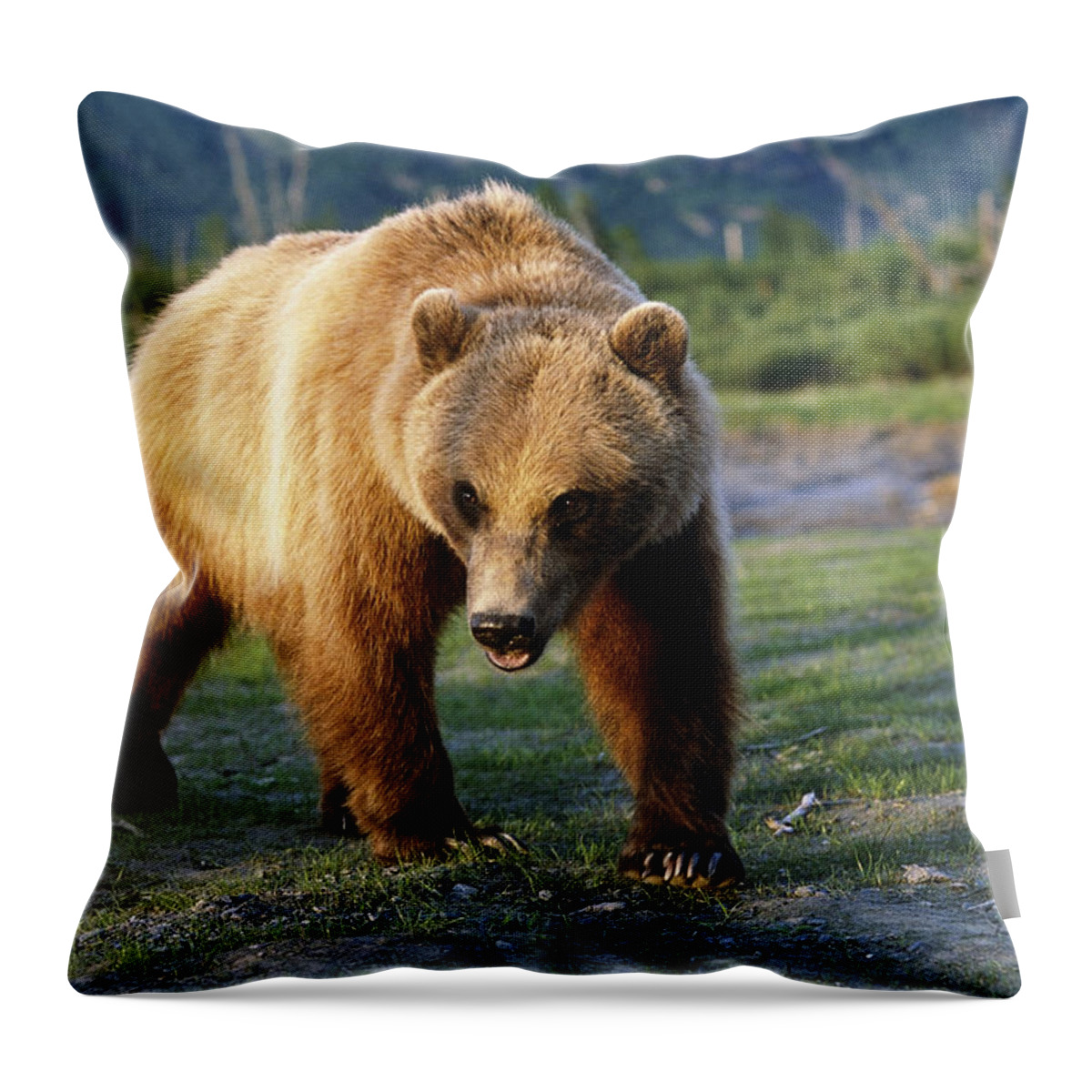 Lindstrand Throw Pillow featuring the photograph Captive Brown Bear Walking by Doug Lindstrand