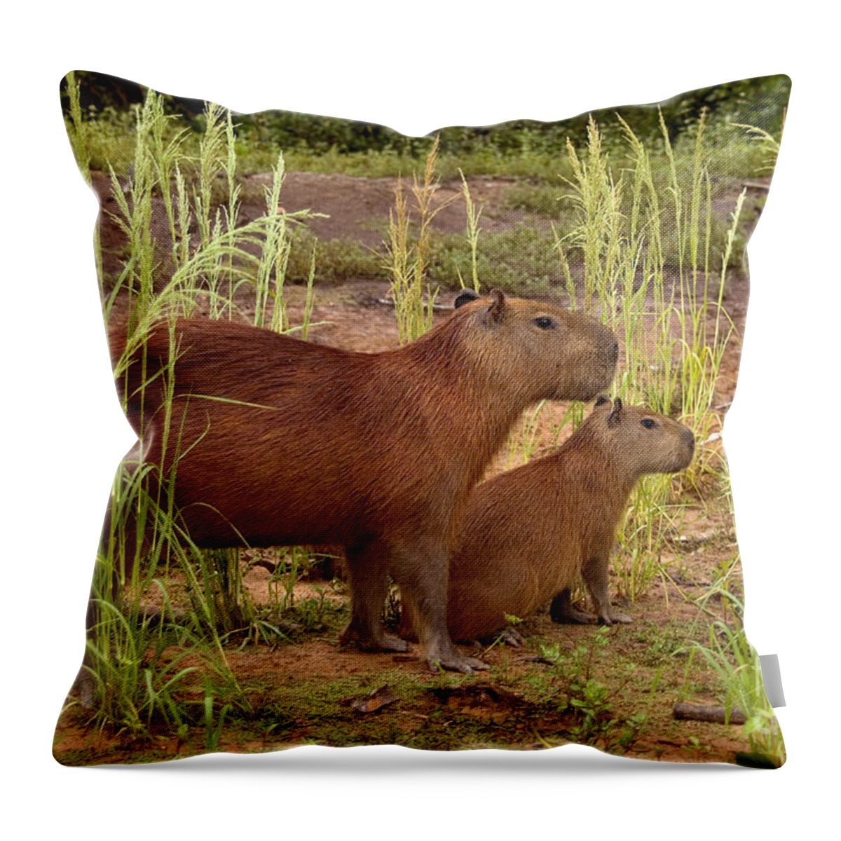 Capybara Throw Pillow featuring the photograph Capybaras In The Pantanal Of Brazil by Gregory G. Dimijian, M.D.