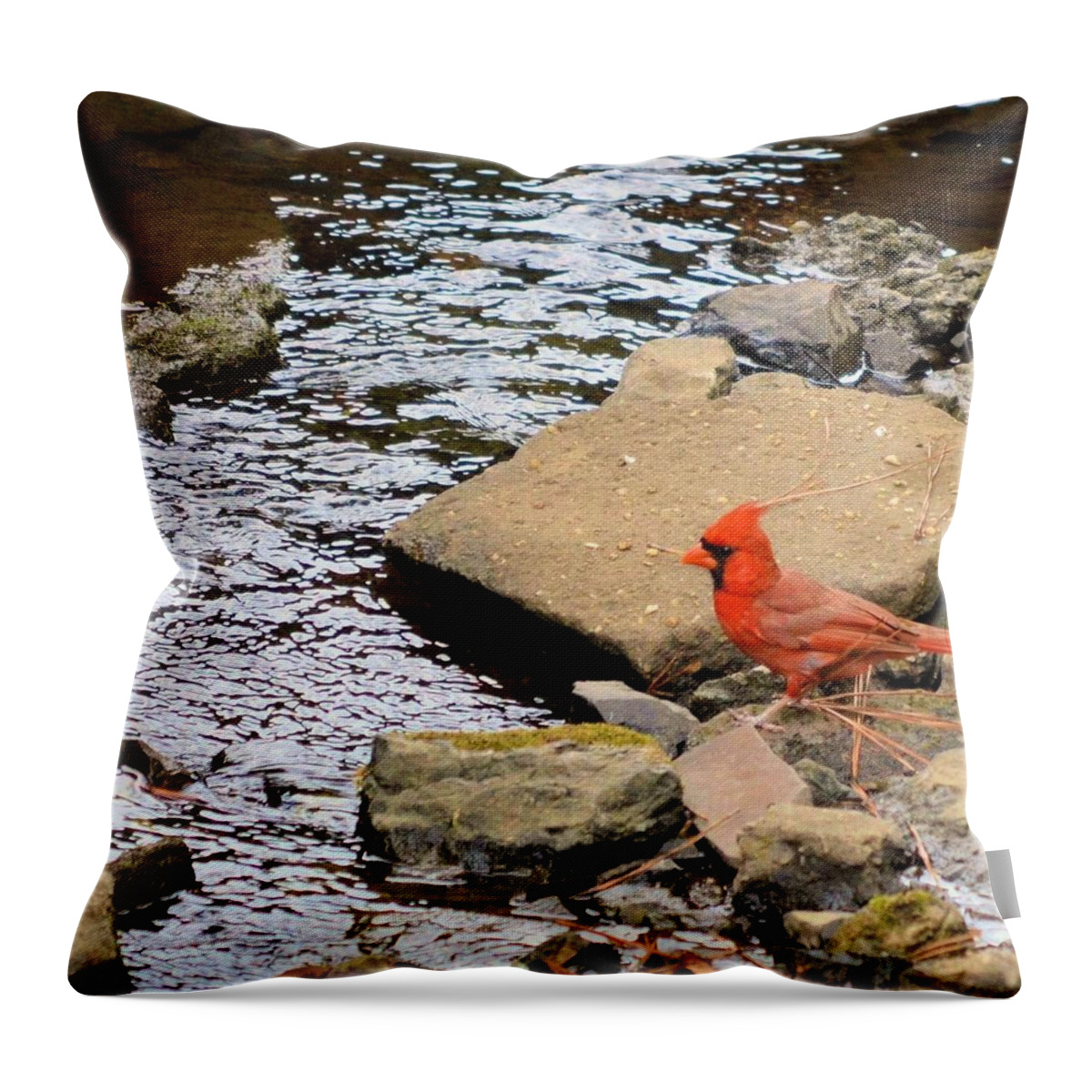 Cardinal By The Creek Throw Pillow featuring the photograph Cardinal By the Creek by Maria Urso
