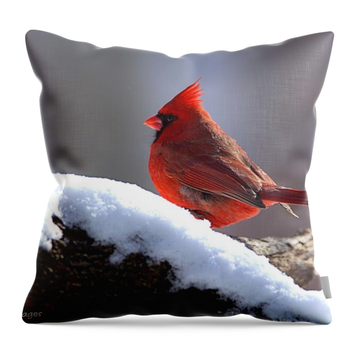 Wildlife Throw Pillow featuring the photograph Cardinal by William Stewart