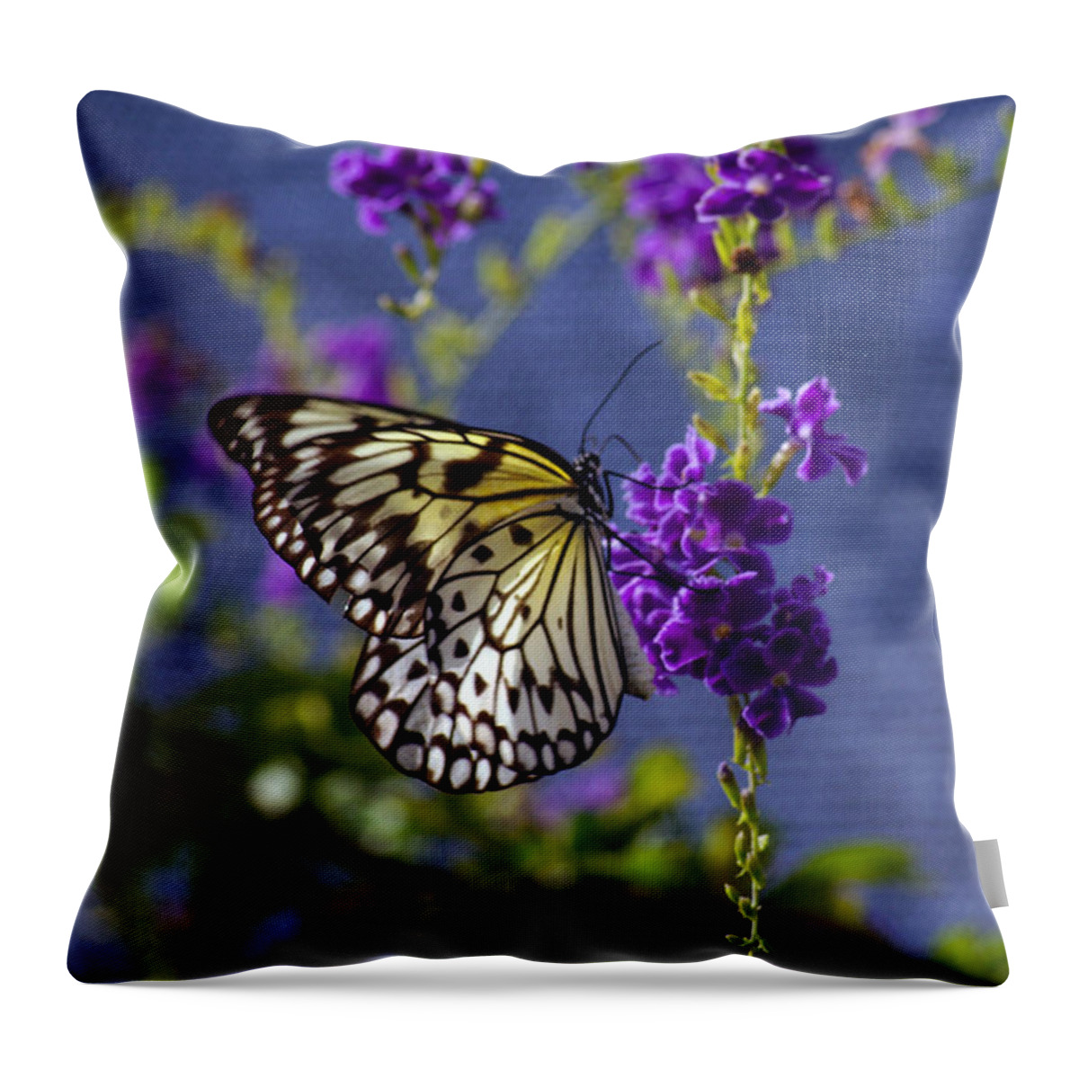 Butterfly Throw Pillow featuring the photograph Caribbean Butterfly by John Dauer
