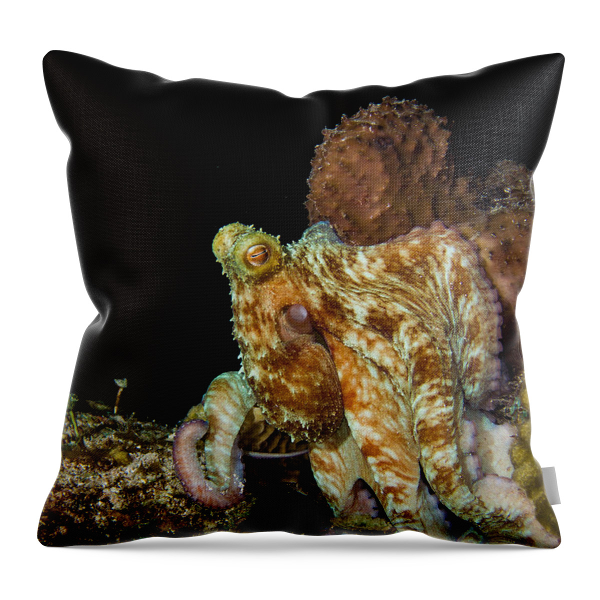 Caribbean Throw Pillow featuring the photograph Caribbean Reef Octopus by Matt Swinden