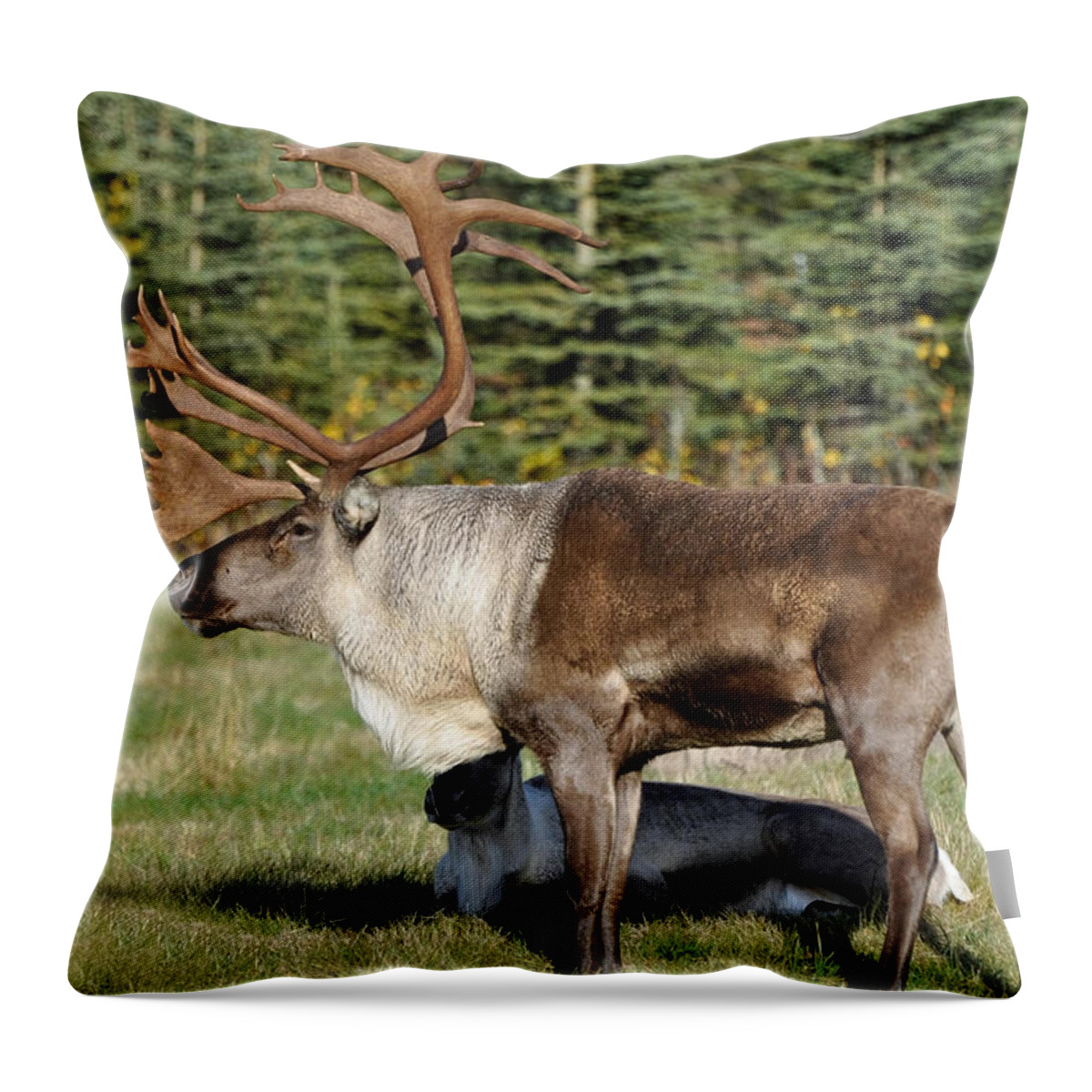 Alaska Throw Pillow featuring the photograph Caribou by Clint Pickarsky
