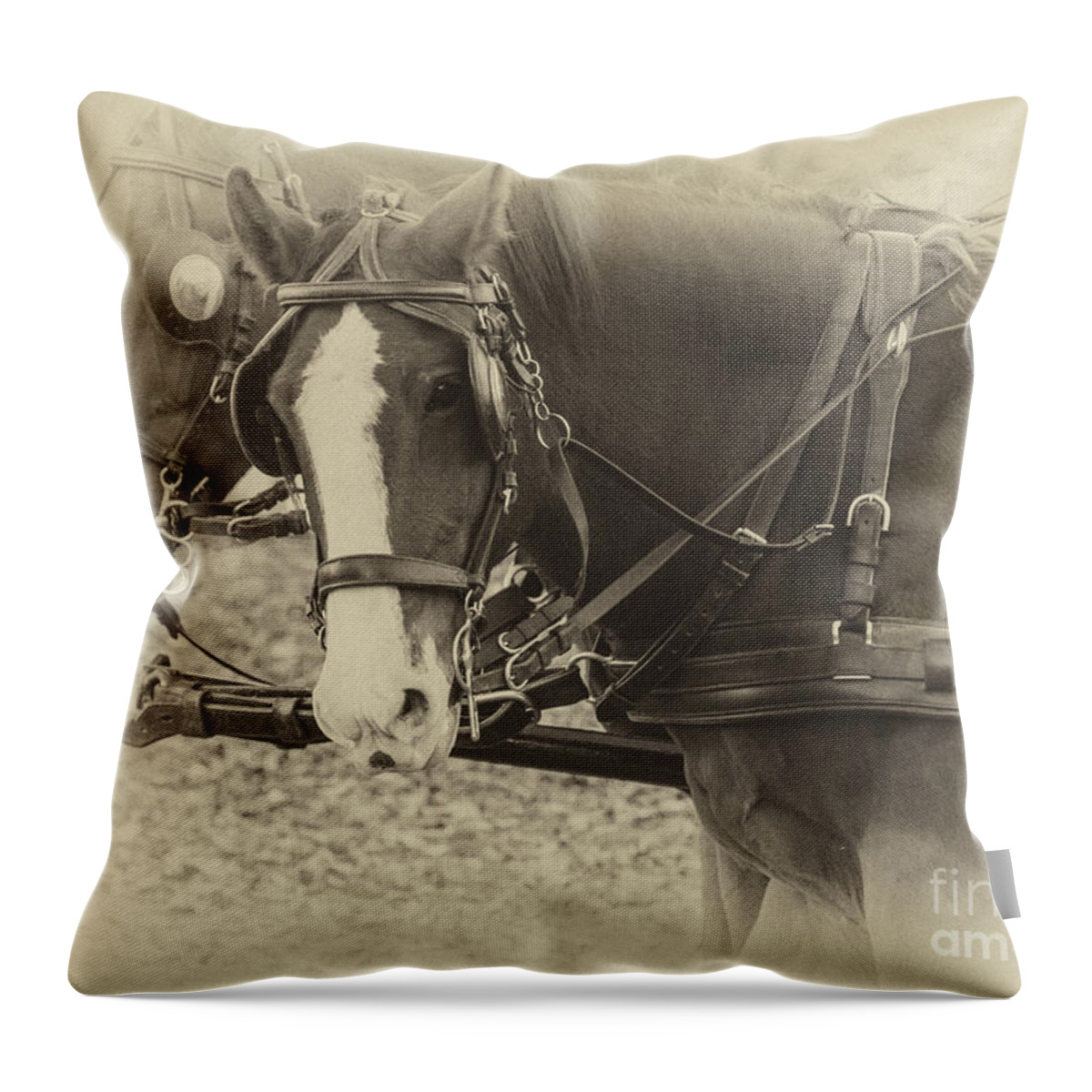 Horse Throw Pillow featuring the photograph Carriage Horses II by Terry Rowe