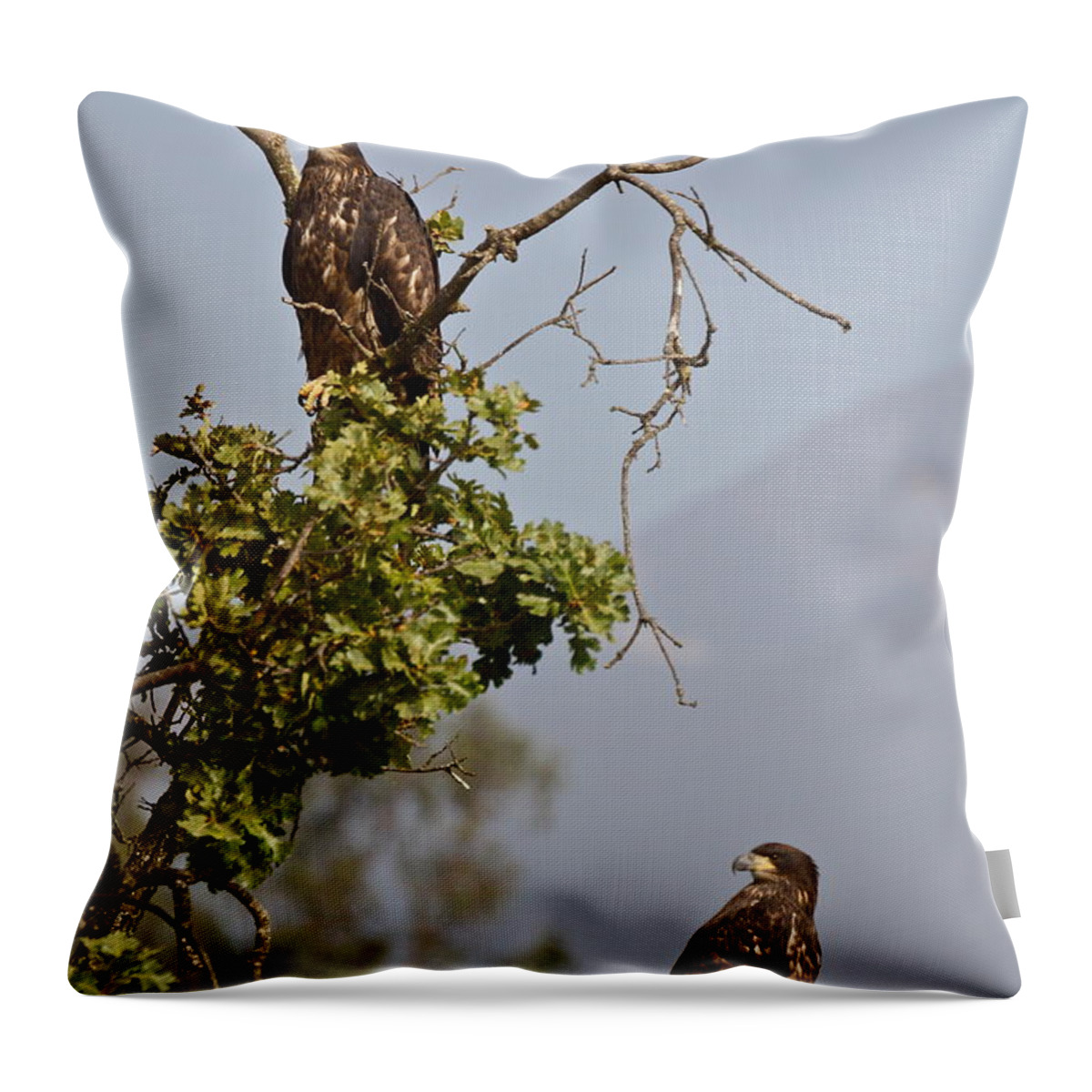 Birds Throw Pillow featuring the photograph Casitas Eagles Eleven by Diana Hatcher