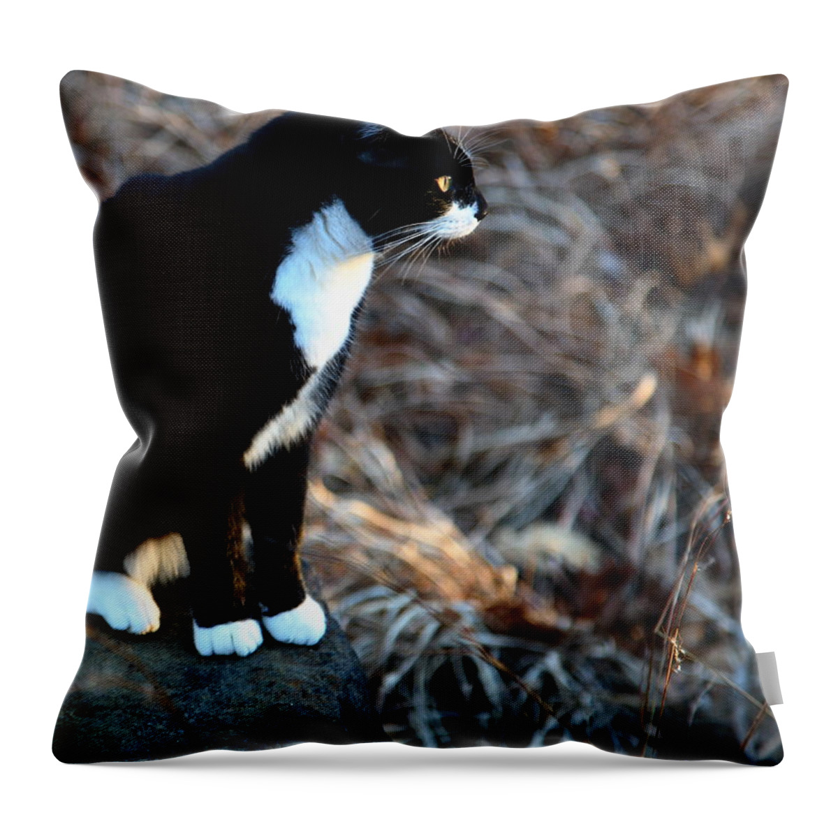 Cat Throw Pillow featuring the photograph Cat at Sunrise by Michael Dougherty