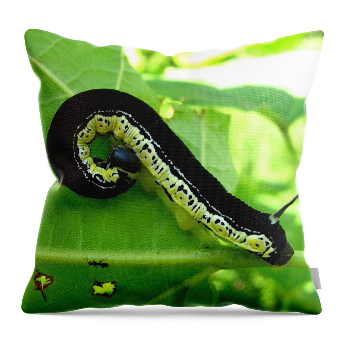 Catalapa Sphinx Throw Pillow featuring the photograph Catalapa Sphinx Caterpillar by Joshua Bales