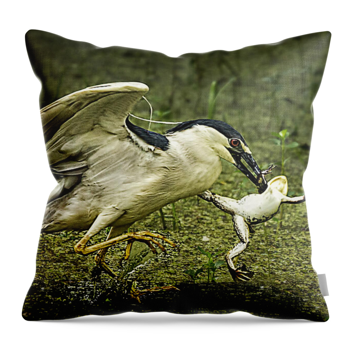 Black-crowned Night Heron Throw Pillow featuring the photograph Catching Supper by Priscilla Burgers