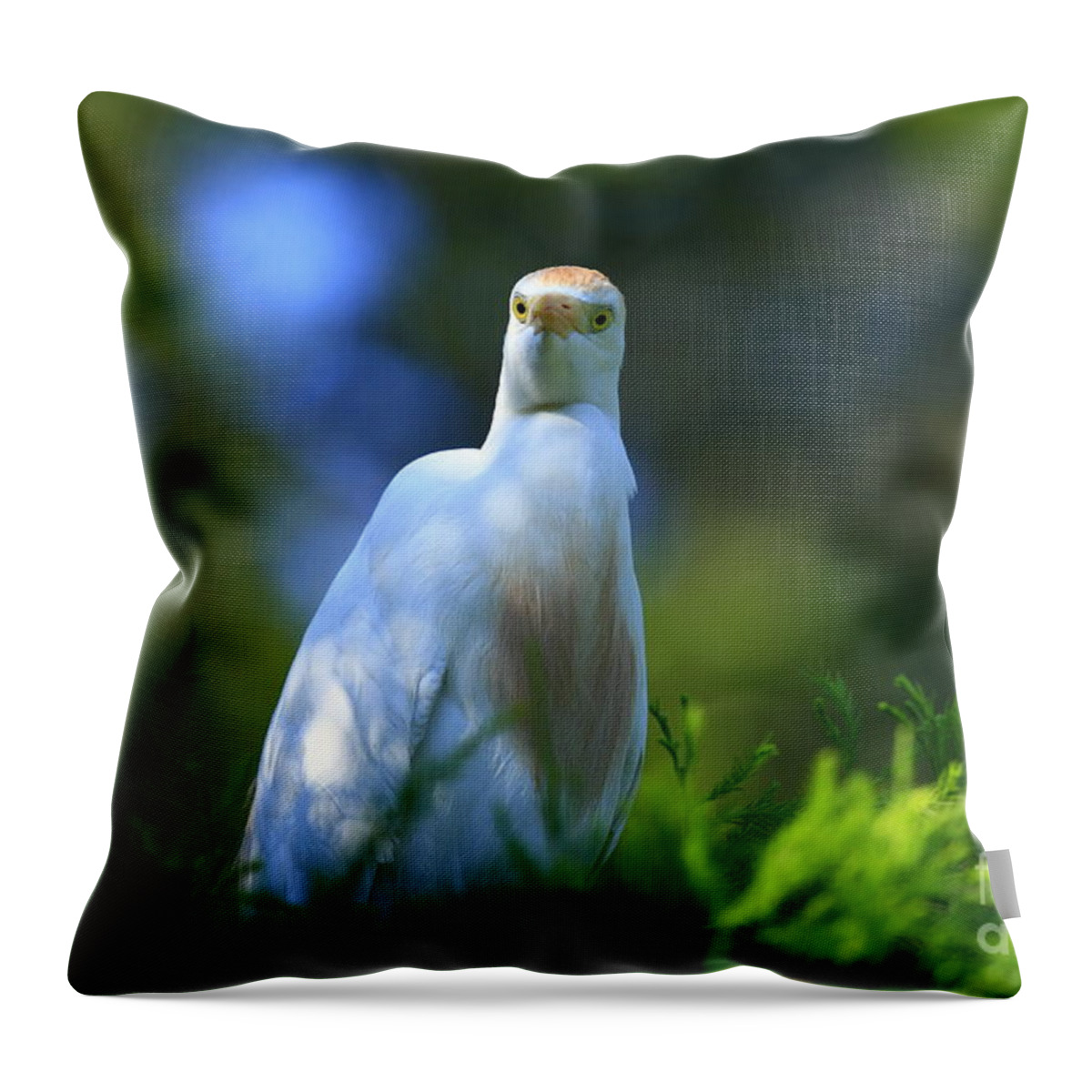 Animals Throw Pillow featuring the photograph Cattle Egret Eyes by John F Tsumas