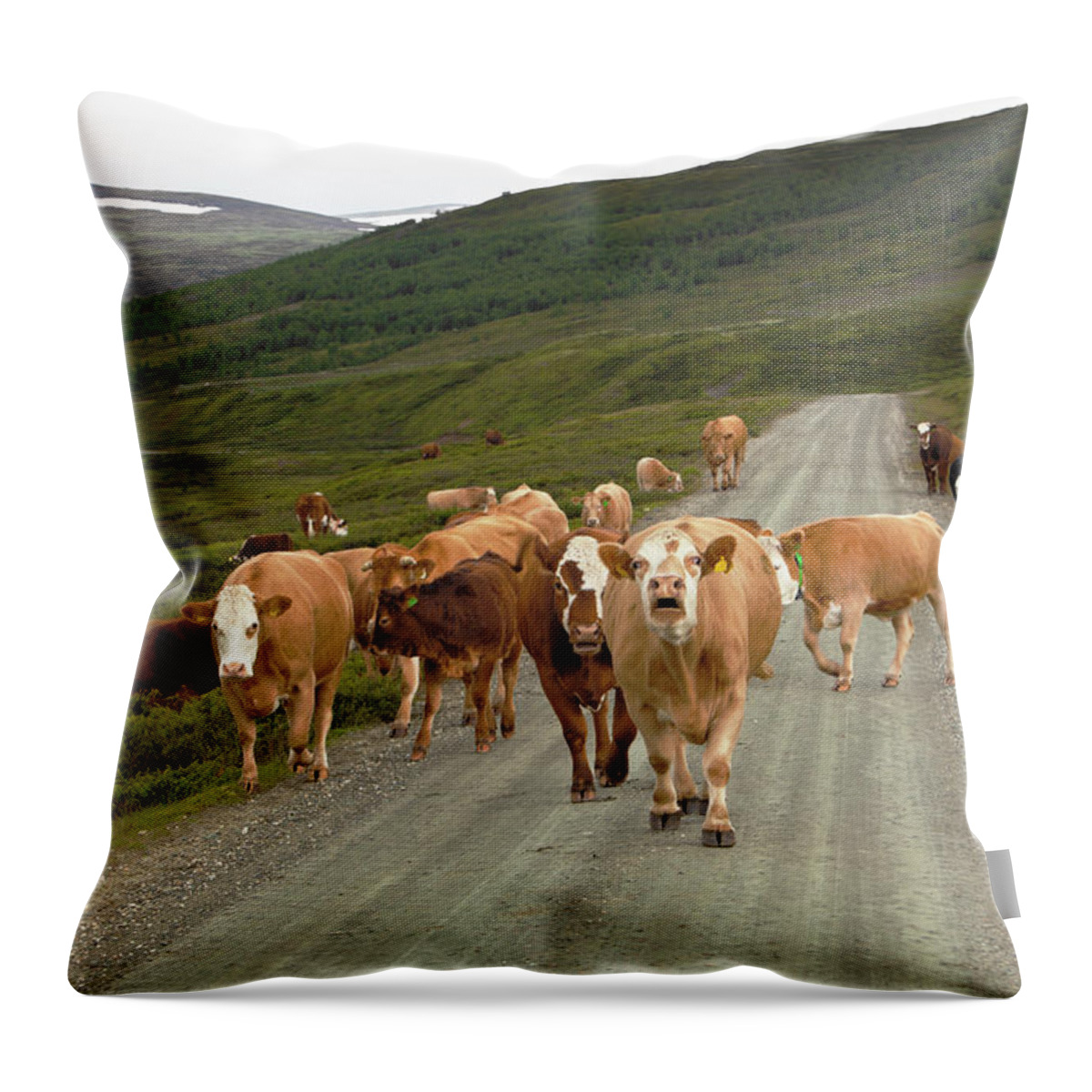Non-urban Scene Throw Pillow featuring the photograph Cattle In The Mountains by Ekely