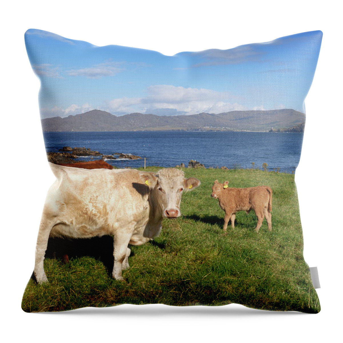 Cow Throw Pillow featuring the photograph Cattle by Johngollop