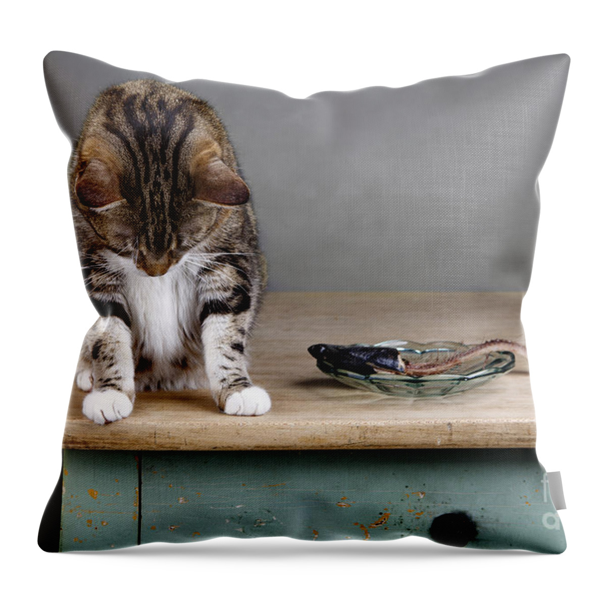 Cat Throw Pillow featuring the photograph Caught in the act by Nailia Schwarz