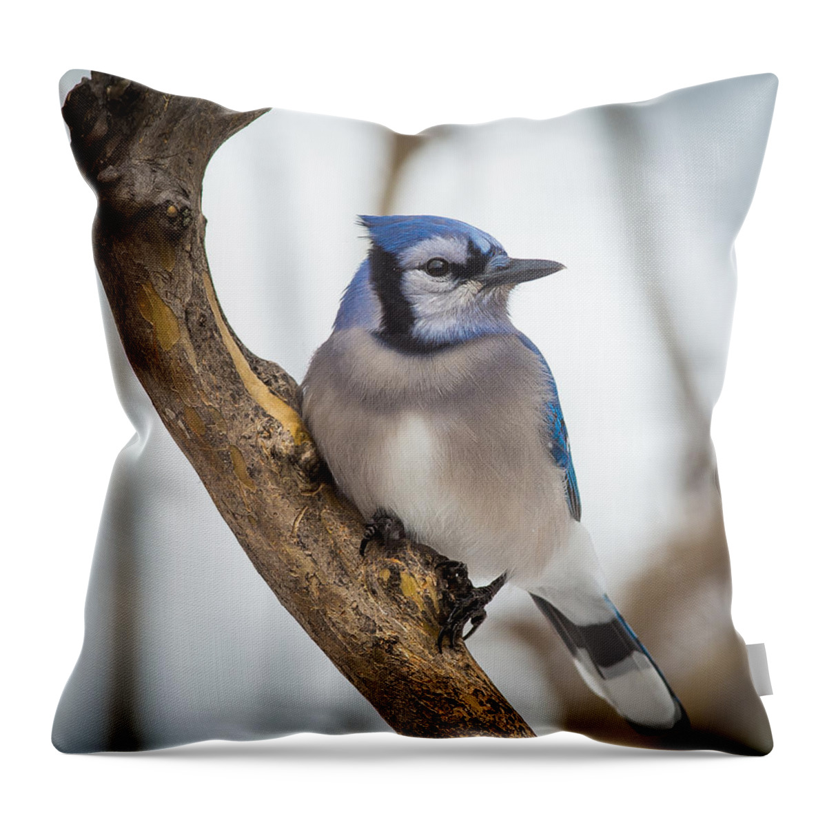 Blue Jay Throw Pillow featuring the photograph Cautious Blue Jay by David Downs
