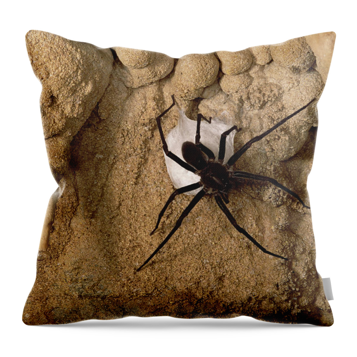 Feb0514 Throw Pillow featuring the photograph Cave Tarantula With Egg Sac Mexico by Mark Moffett