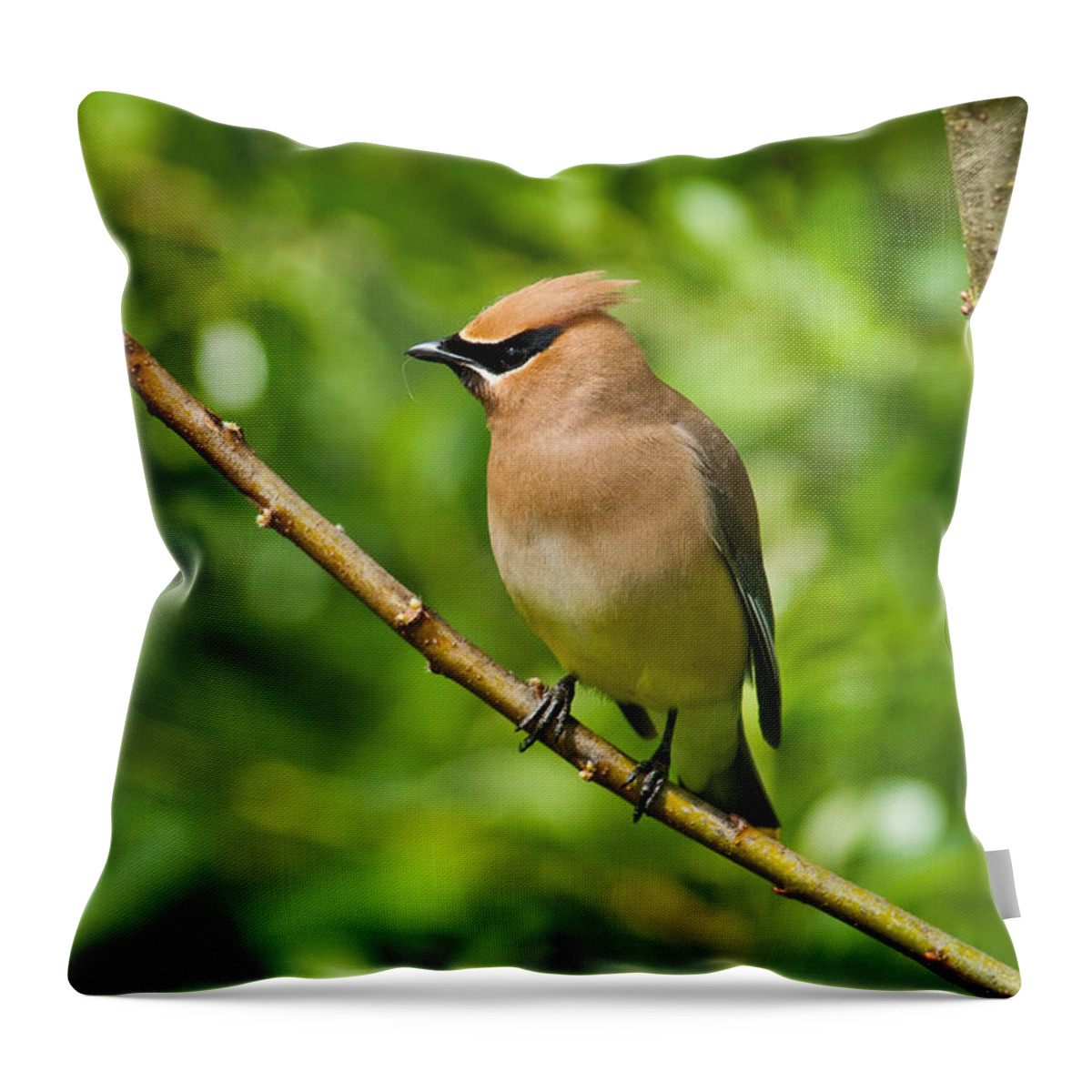 Animal Throw Pillow featuring the photograph Cedar Waxwing Gathering Nesting Material by Jeff Goulden