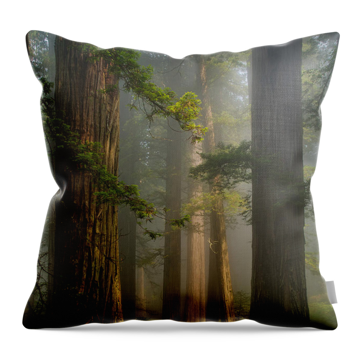 Redwoods Throw Pillow featuring the photograph Center of Forest by Greg Nyquist