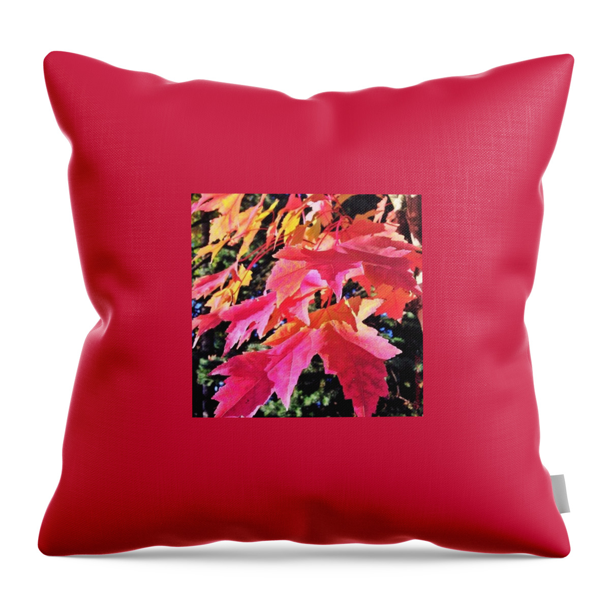 Red Throw Pillow featuring the photograph Changing Seasons Red Maple Leaves by Anna Porter