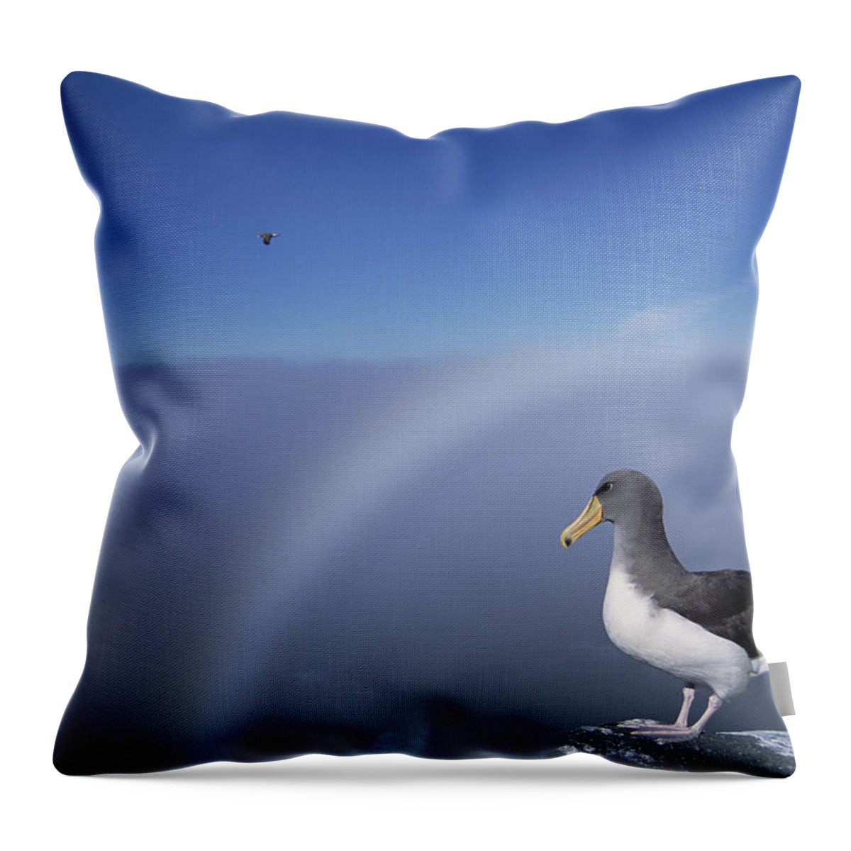 Feb0514 Throw Pillow featuring the photograph Chatham Albatross On Cliff Edge Chatham by Tui De Roy